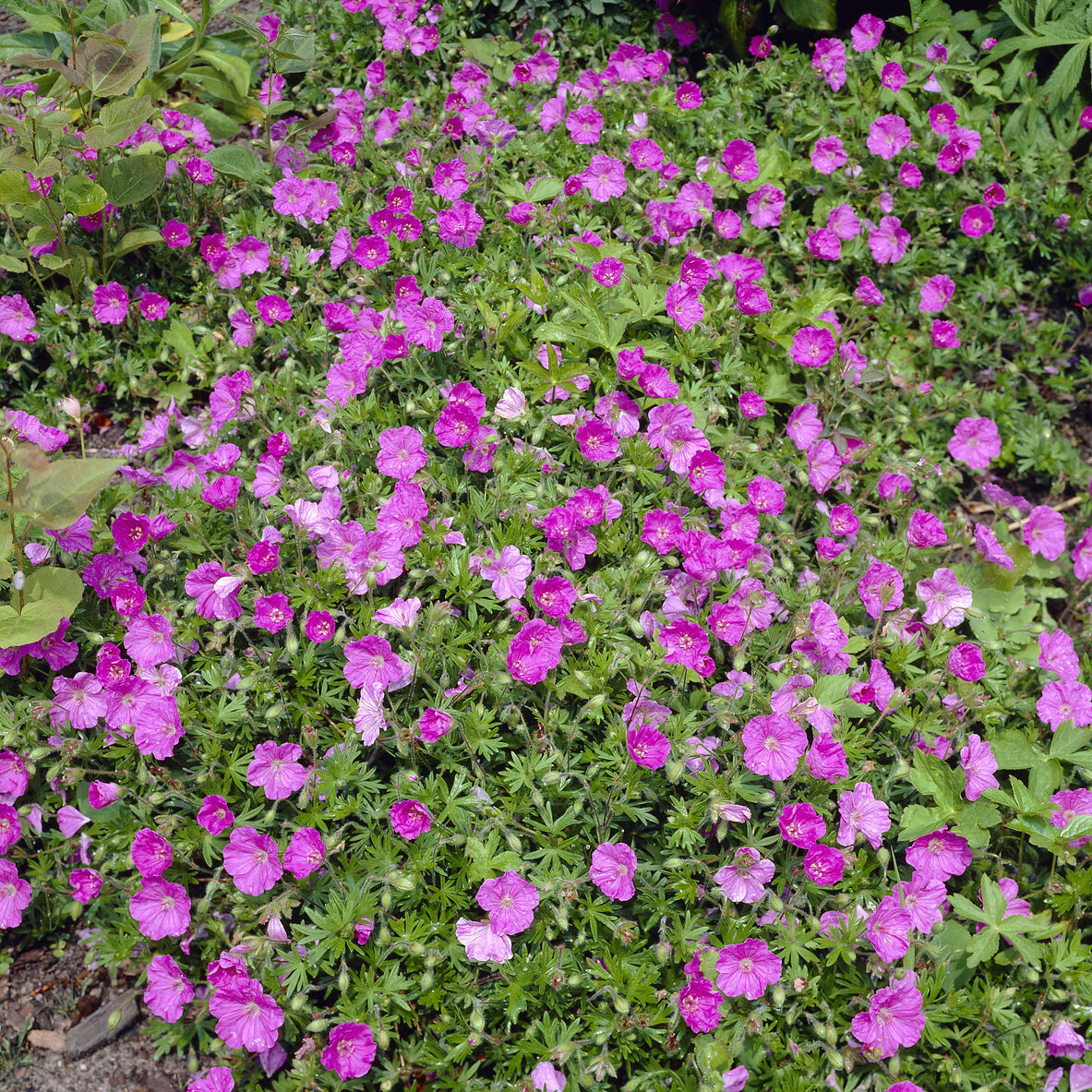 Bakker Géranium sanguin Ankum's Pride vivace pot Ø9cm rose