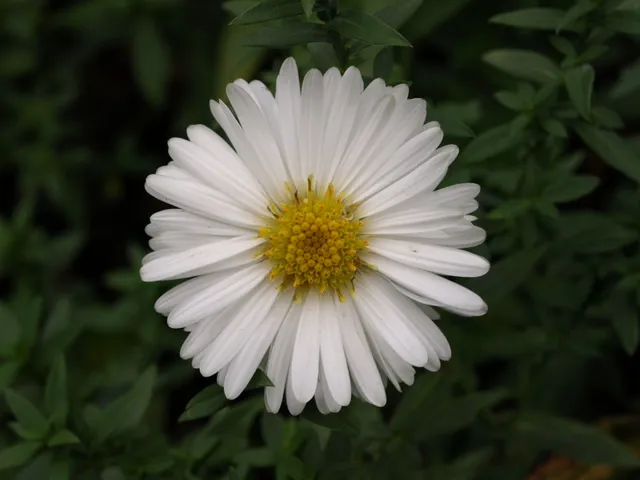 Passion Vivaces ASTER novi belgii White Ladies aster godet blanc