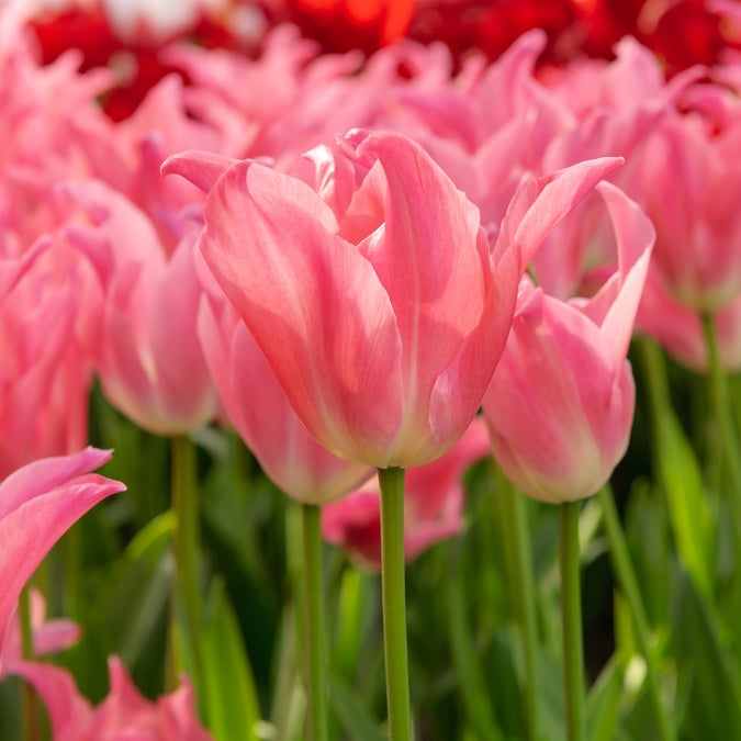 Bakker Tulipes Pretty Love bulbes roses sachet 7 bulbes