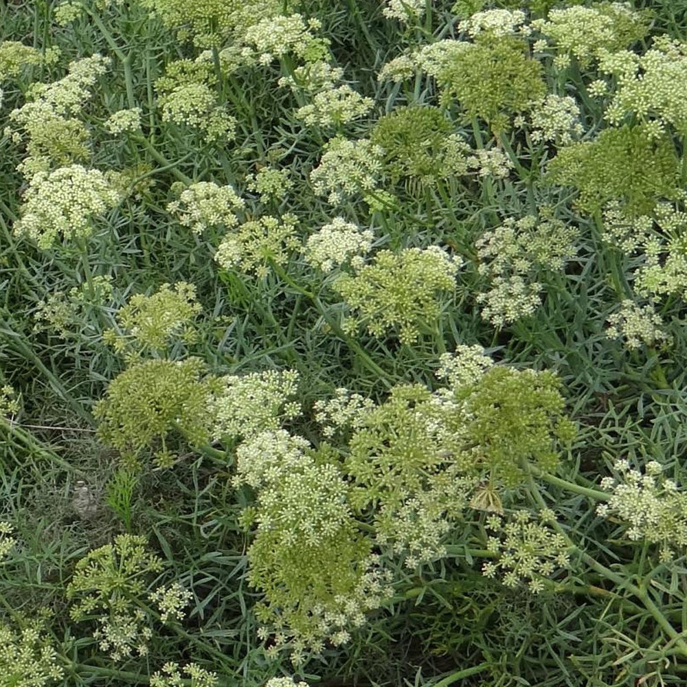 Bakker Plantes vivaces Crithmum maritimum plante lot 2 godets