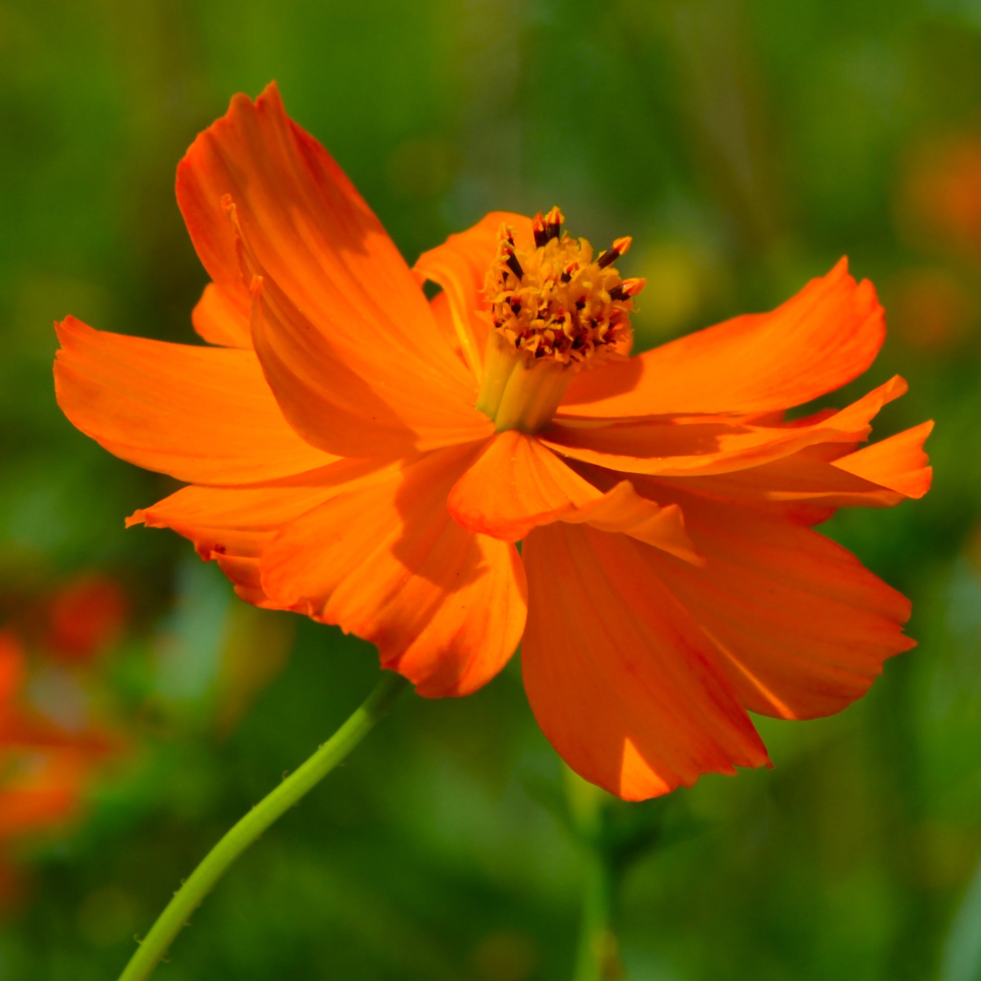 Bakker Brightlights cosmos graines orange sachet 1g