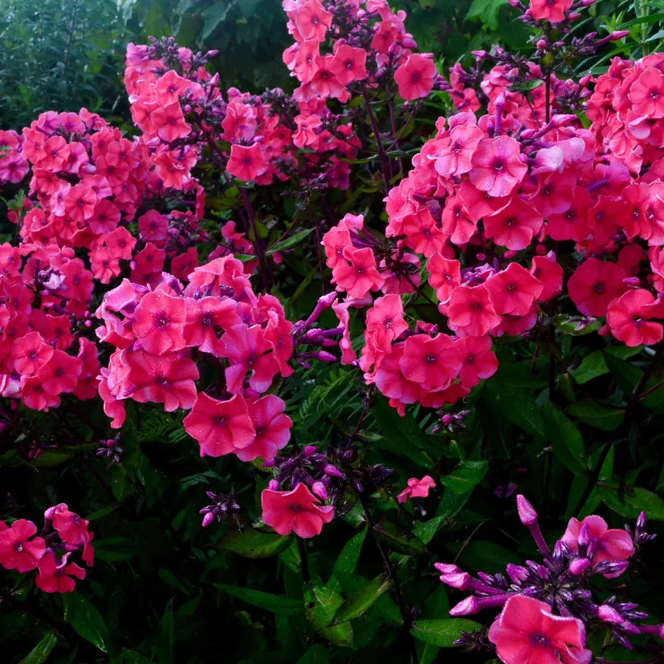 Bakker Starfire phlox paniculé pot Ø9cm rouge carmin