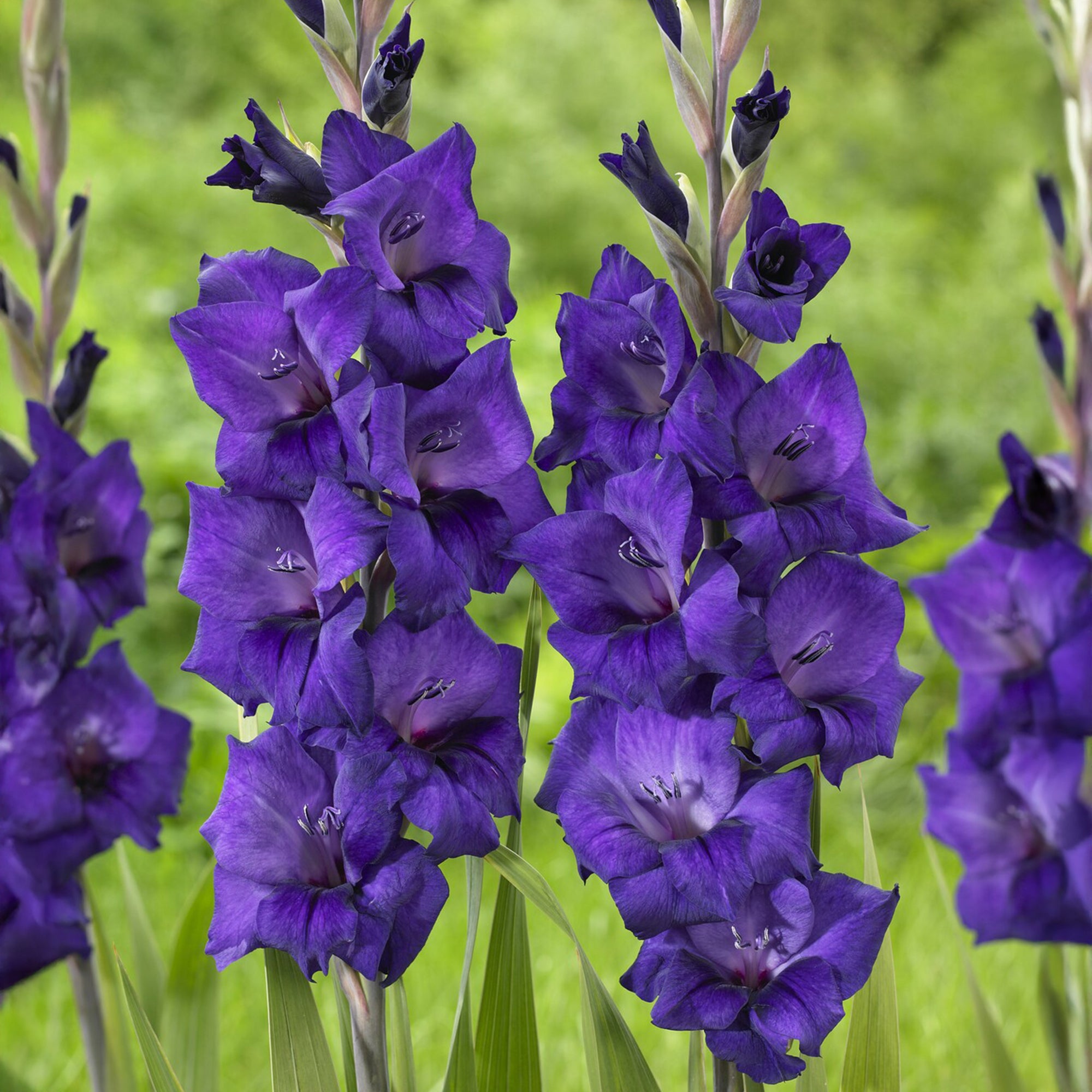 Bakker Glaïeul Purple Flora bulbe violet sachet 10