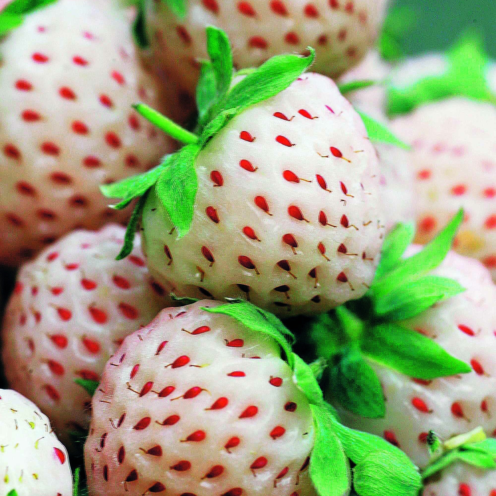 Bakker Fraisiers originaux collection 4 pots Ø9cm sucrés