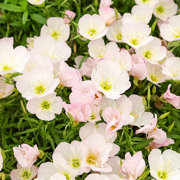 Bakker Vivaces 2 Œnothères Siskiyou Pink pots 9cm roses