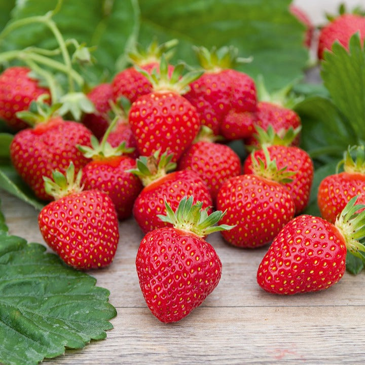 Bakker Fraisier Rubis des Jardins 5 racines nues
