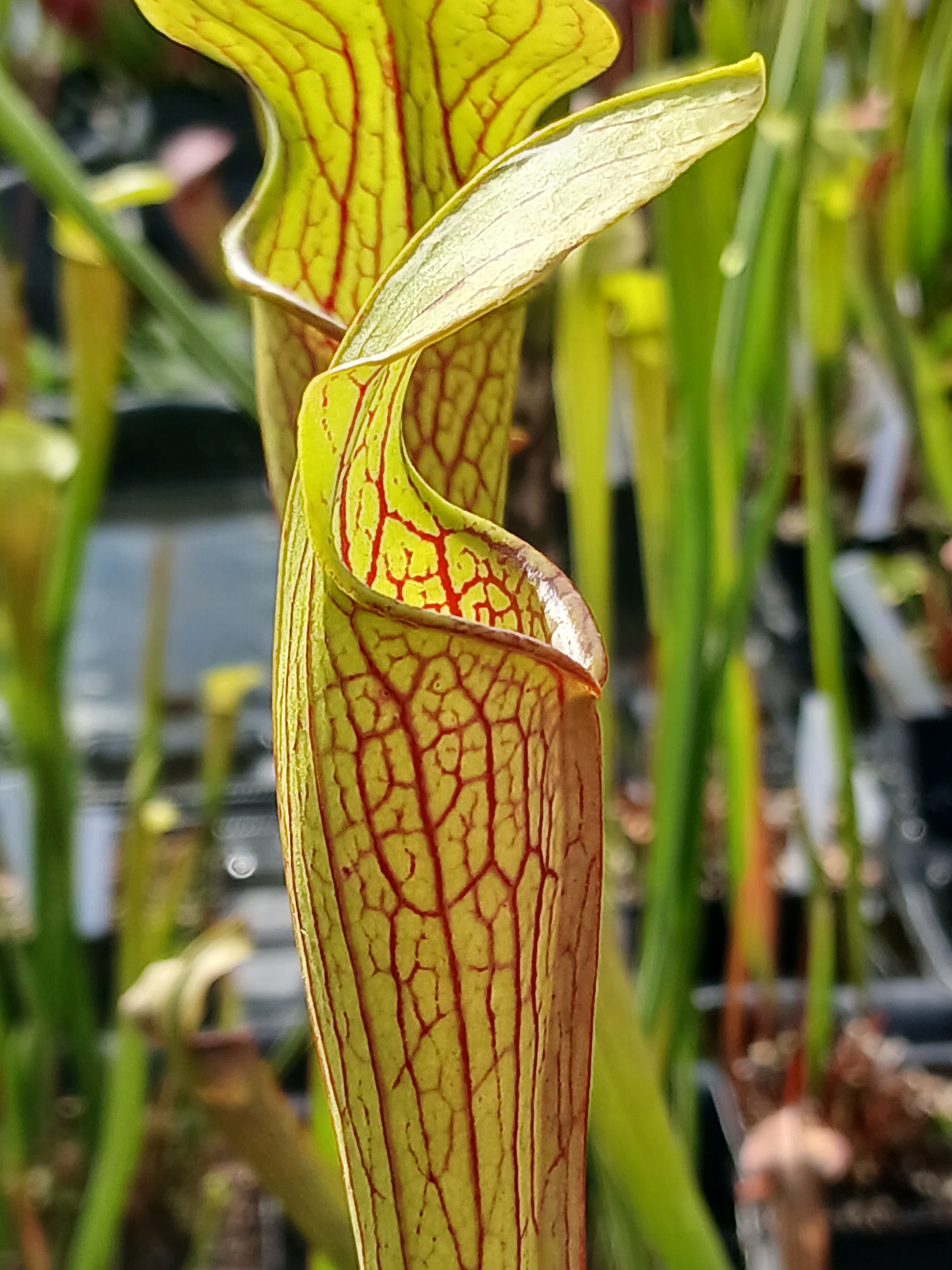 Carniflore Sarracenia alata ornata plante carnivore Texas 60 cm