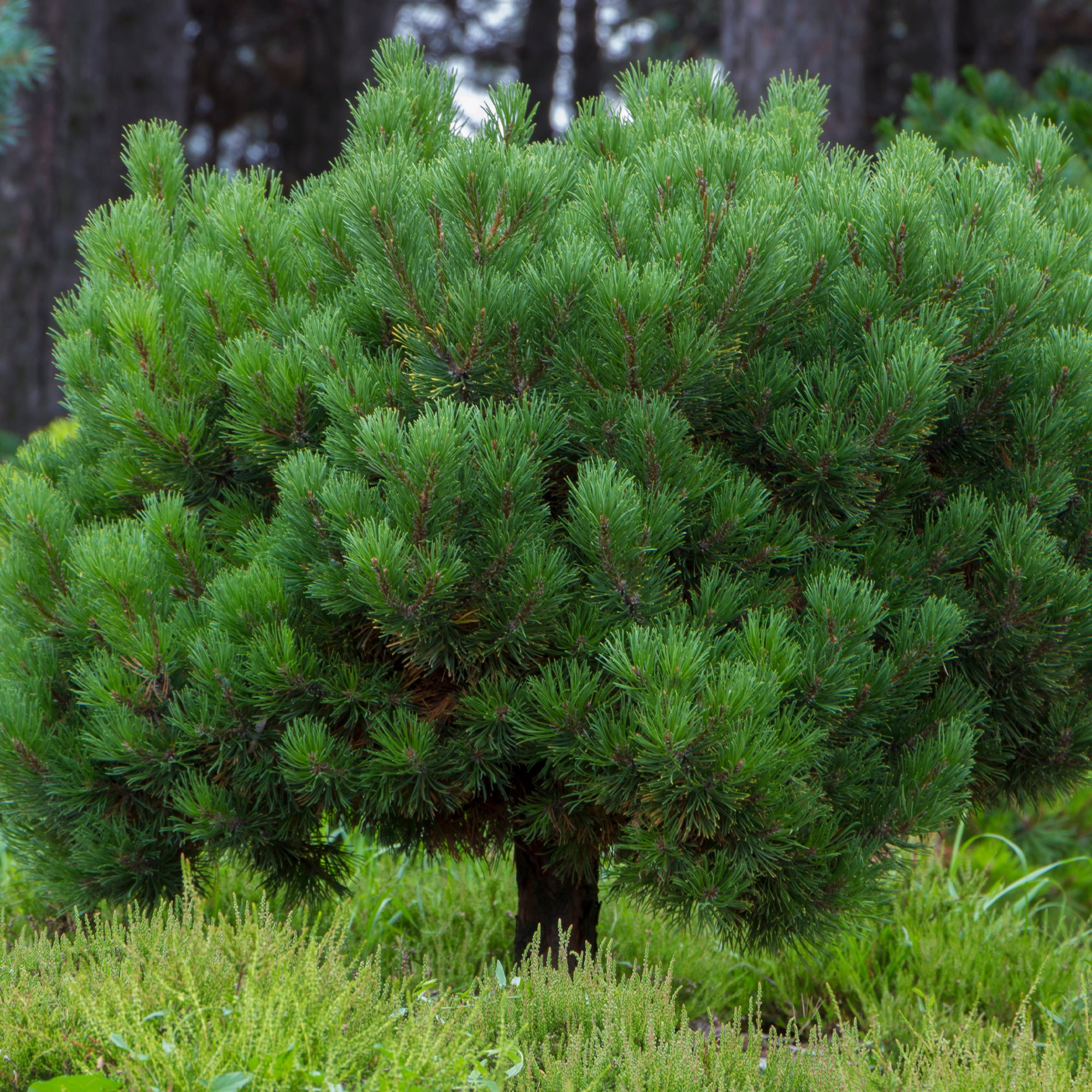 Bakker Pin des montagnes Pinus mugo pot 3L 20-30cm