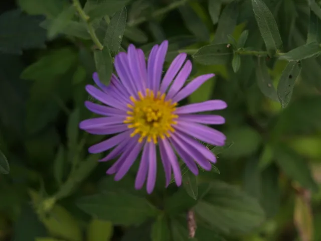 Passion Vivaces Aster oblongifolius Fanny's Aster plante vivace godet bleu