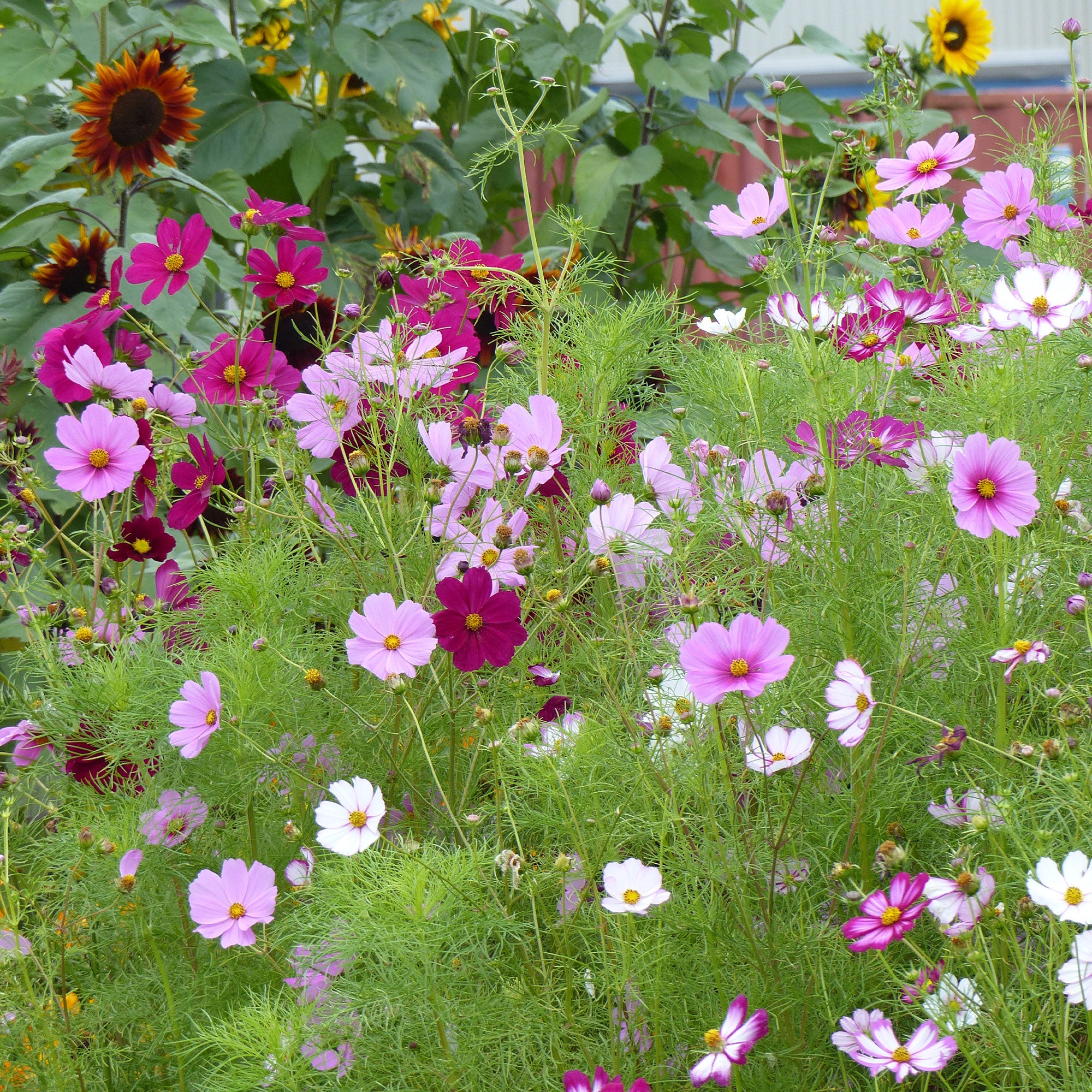 Bakker Cosmos Sensation mélange fleur à couper sachet 225 graines
