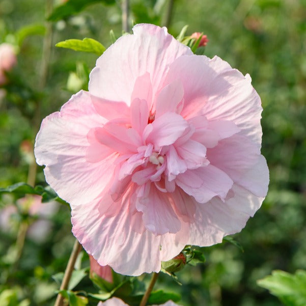 Bakker Hibiscus Pink Chiffon althéa pot 1,3L rose double
