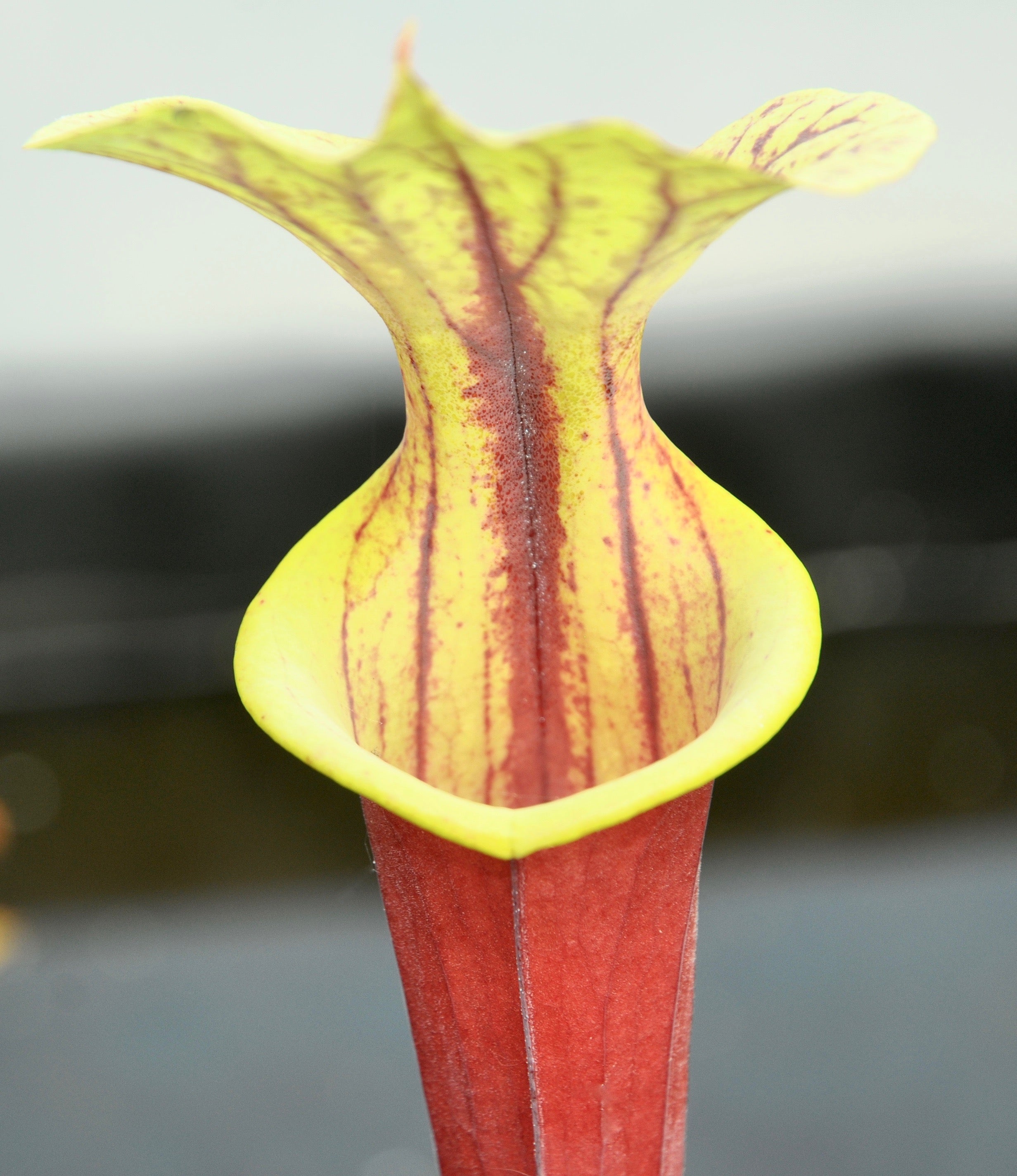 Carniflore Sarracenia flava rubricorpora plante carnivore 1 point