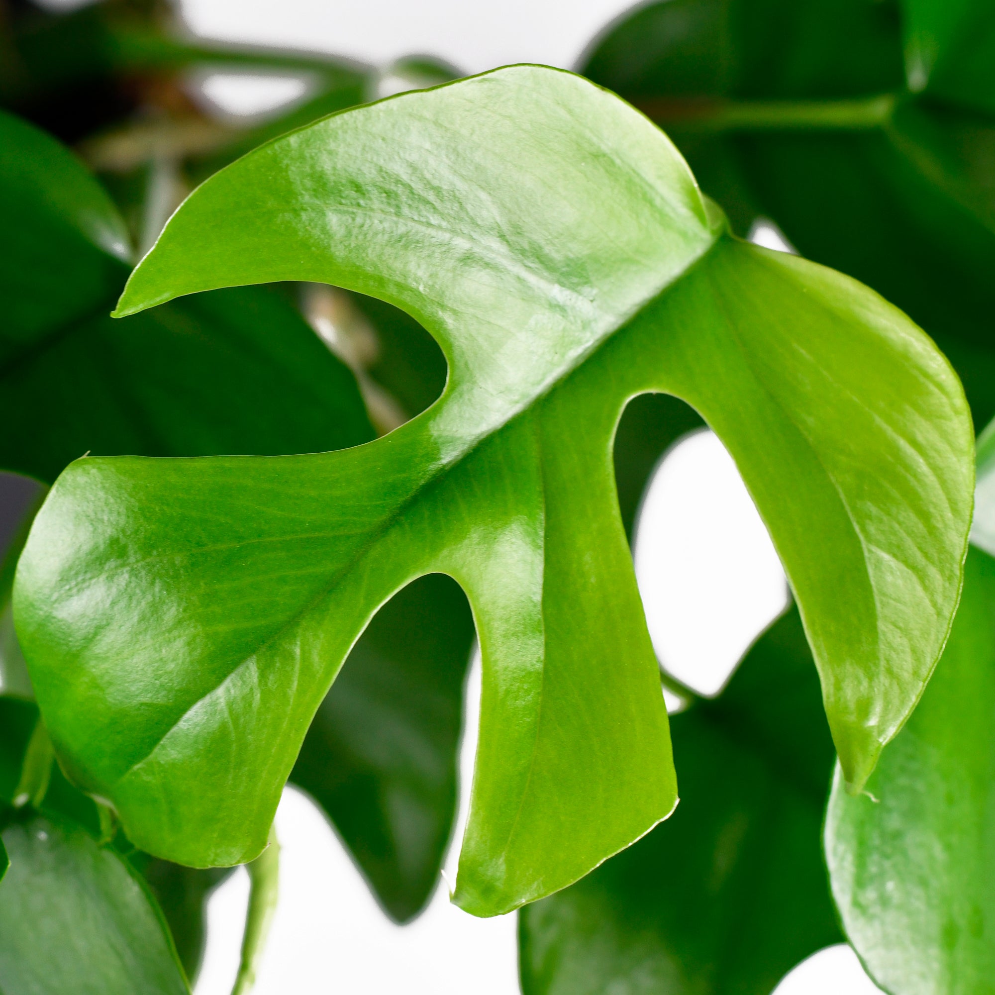 Bakker Plantes d'intérieur Monstera Minima plante verte pot 12cm retombante
