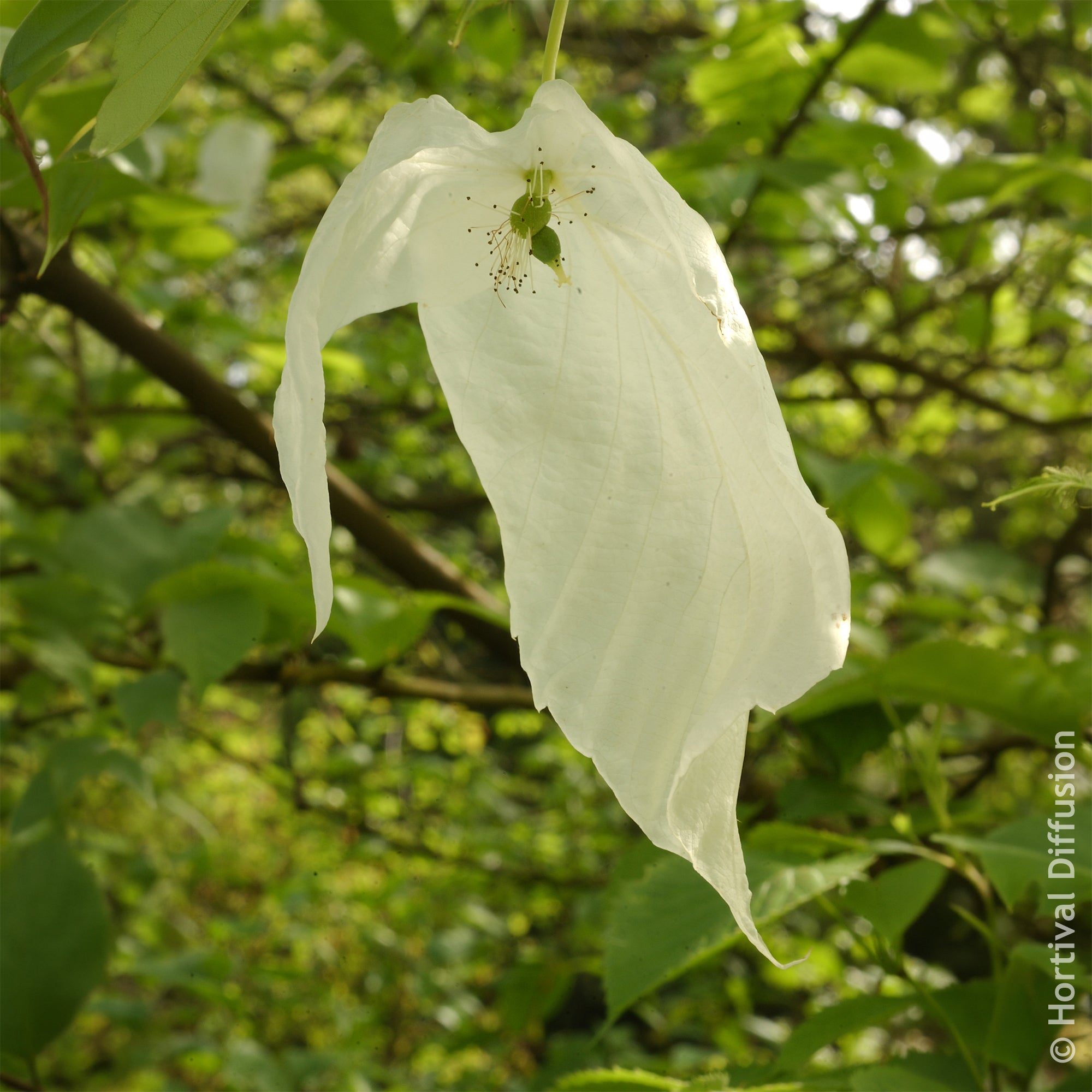 Bakker Arbre aux mouchoirs Davidia pot 1L fleurs blanches