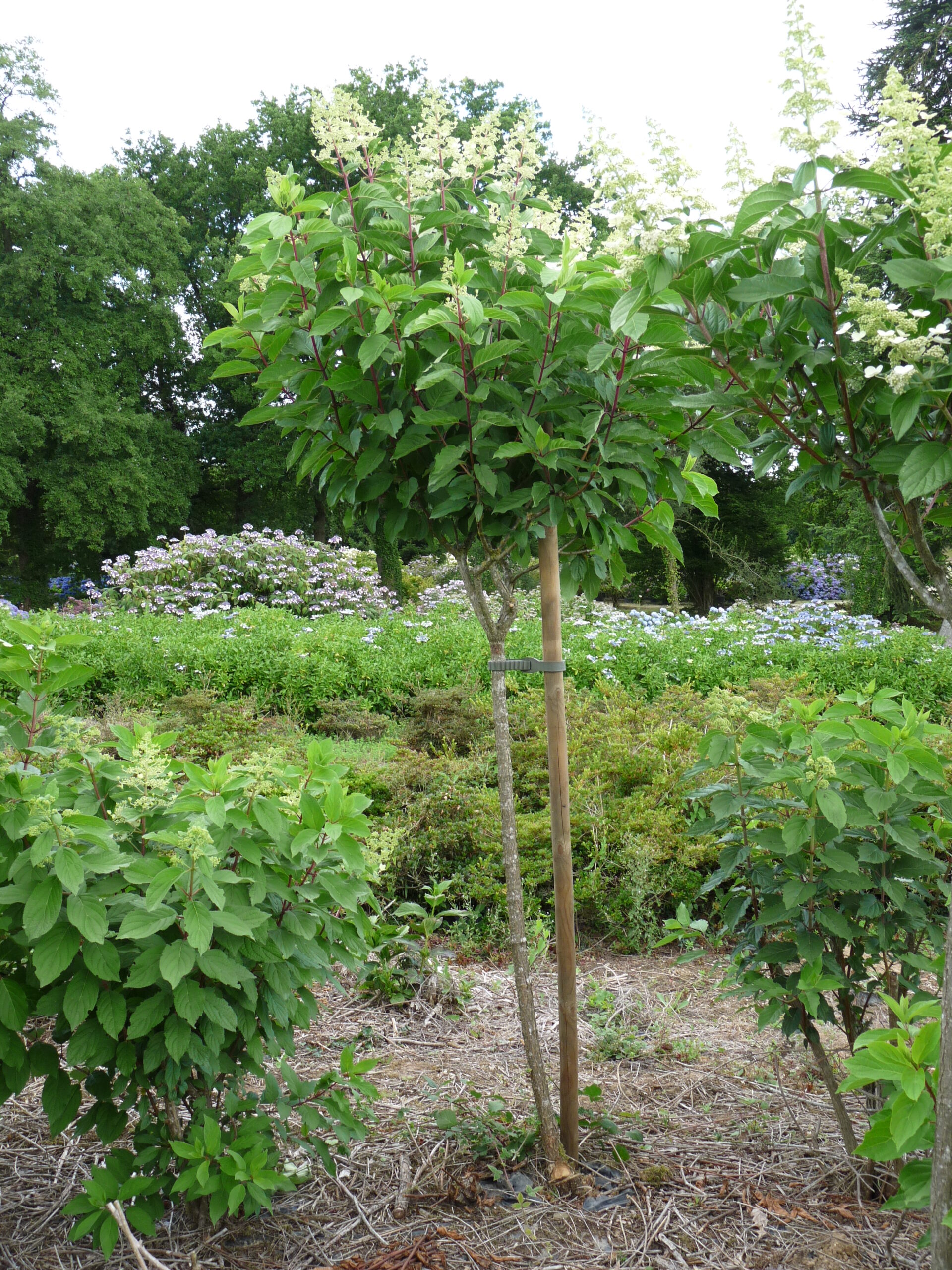 Les Hortensias du Haut Bois Taïwan Form hortensia sur tige