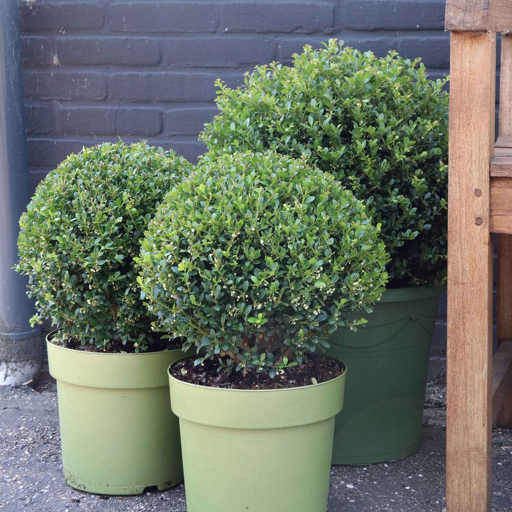 Bakker Houx Japon Ilex crenata boule pot 2L 15-20cm