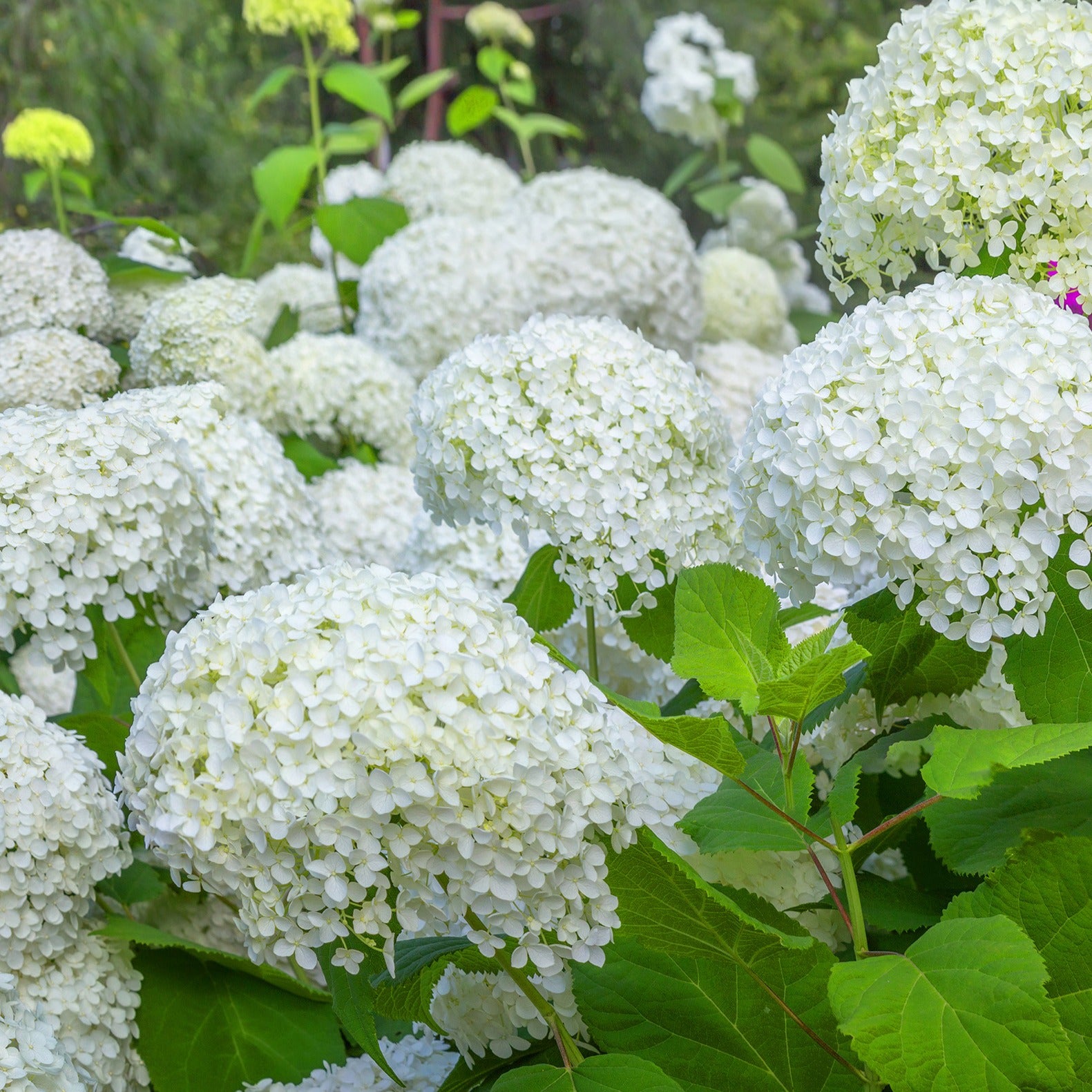 Bakker Hortensias massifs et haies arbuste 3 pots 1,5L