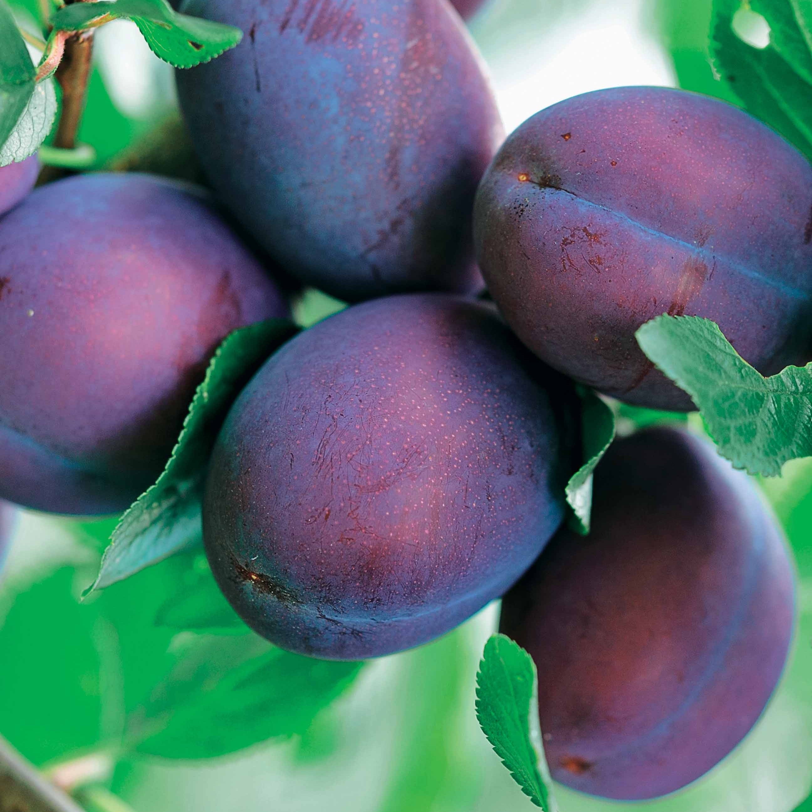 Bakker Fruitiers Prunier Président arbre fruitier motte scion 80-100cm