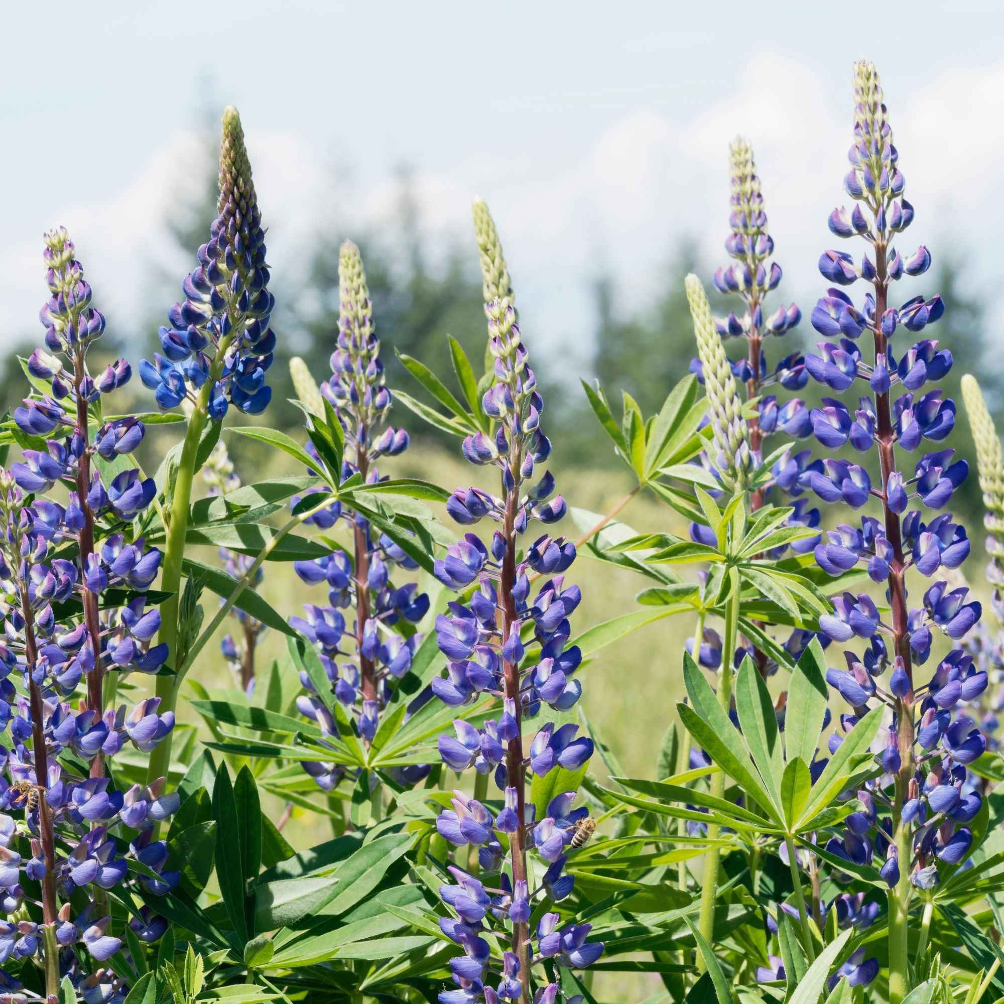 Bakker Lupin bleu plante vivace paquet 3 racines nues épi