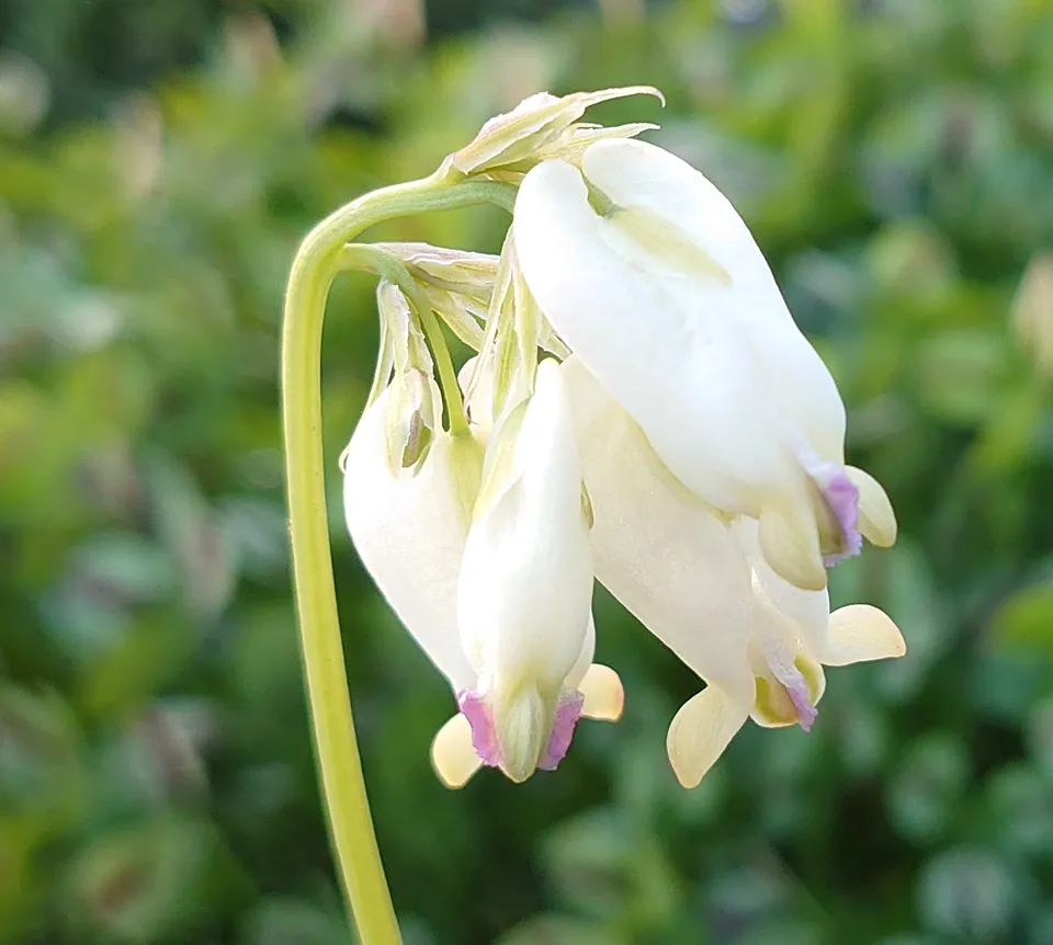 Passion Vivaces Dicentra formosa Aurora cœur de Marie blanc