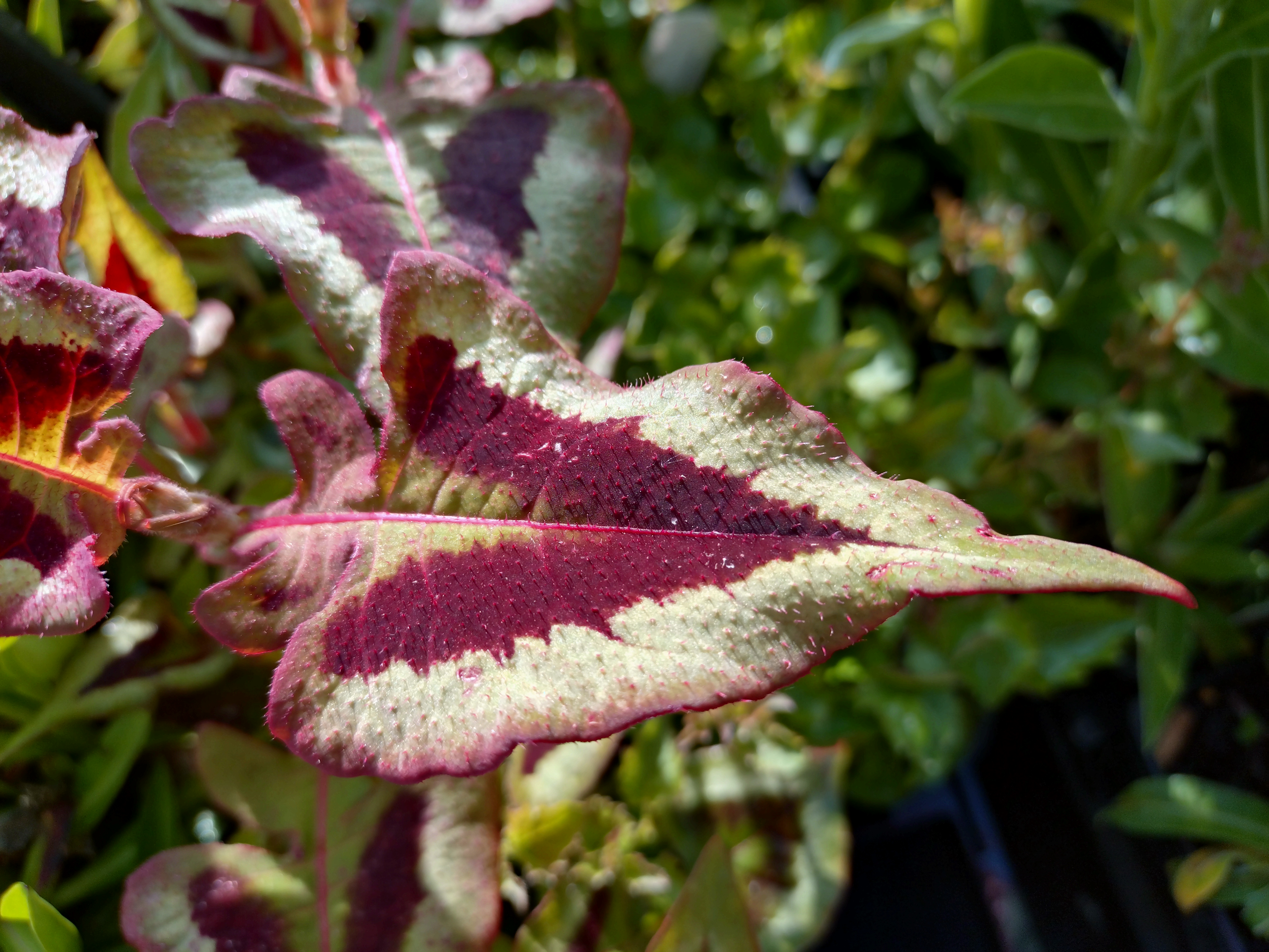 Passion Vivaces Persicaria microcephala Purple Fantasy vivace feuillage
