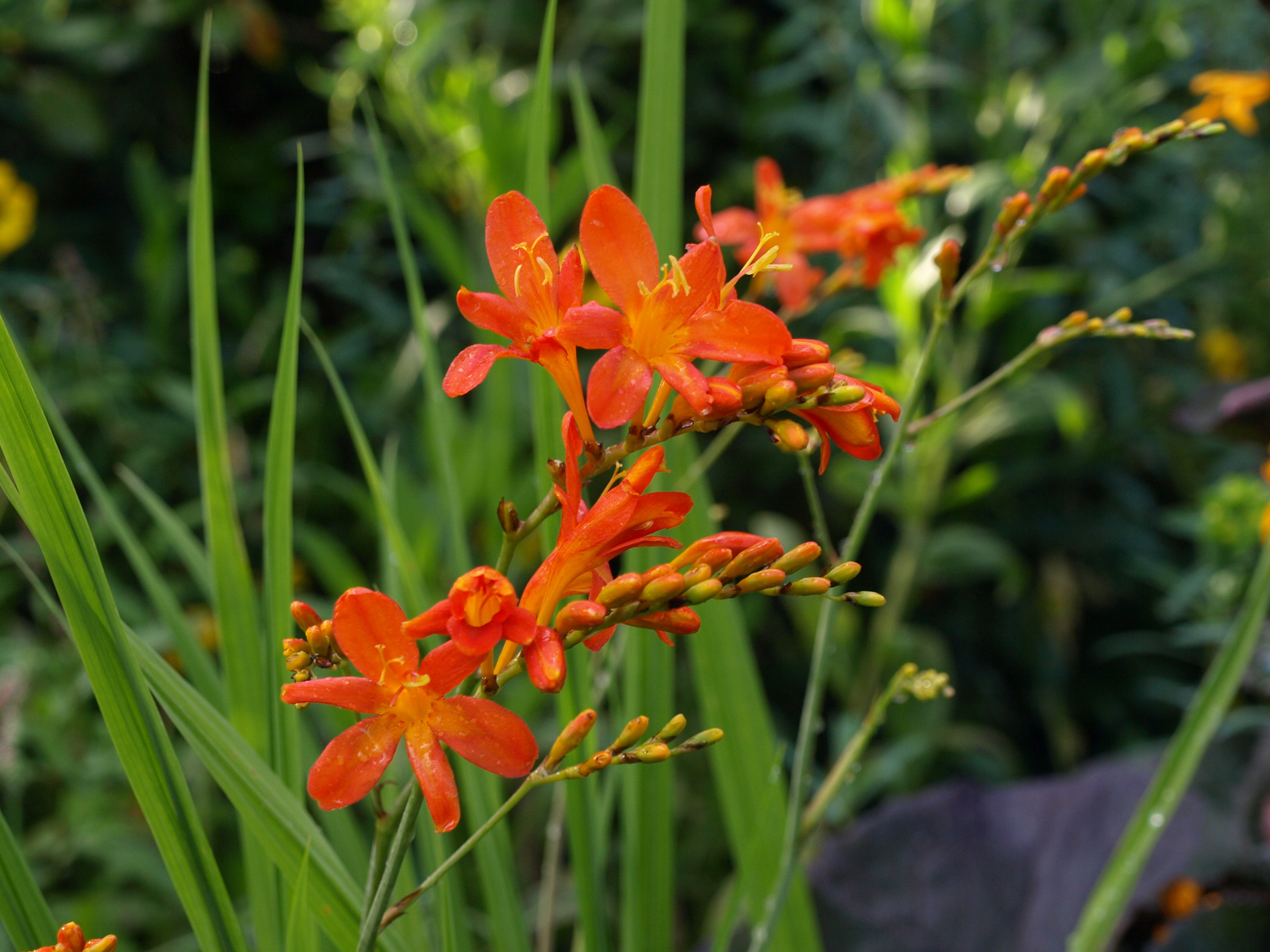 Passion Vivaces Crocosmia Severn Sunrise plante godet fleurs orange