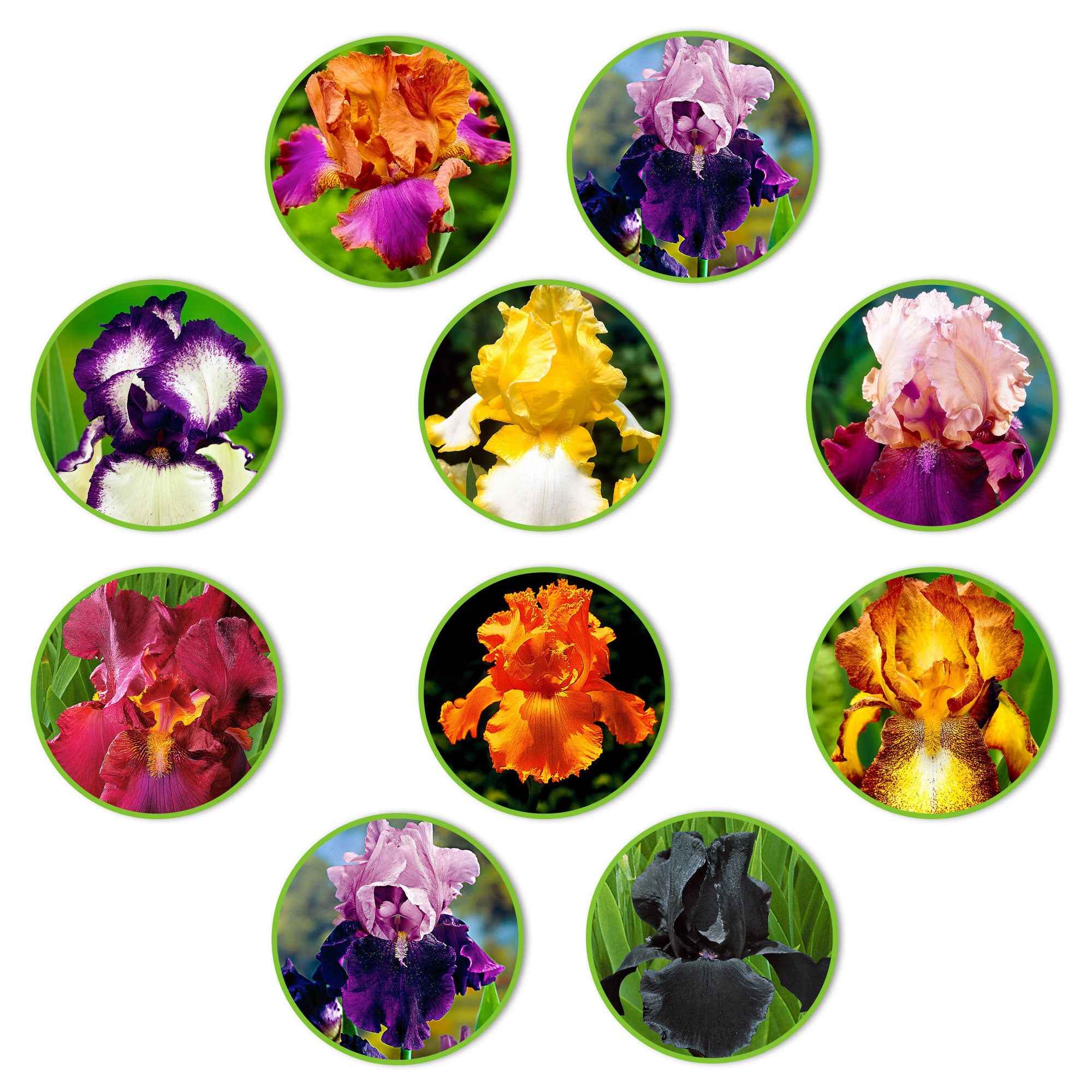 Bakker Iris des jardins Flowertastic mélange pot