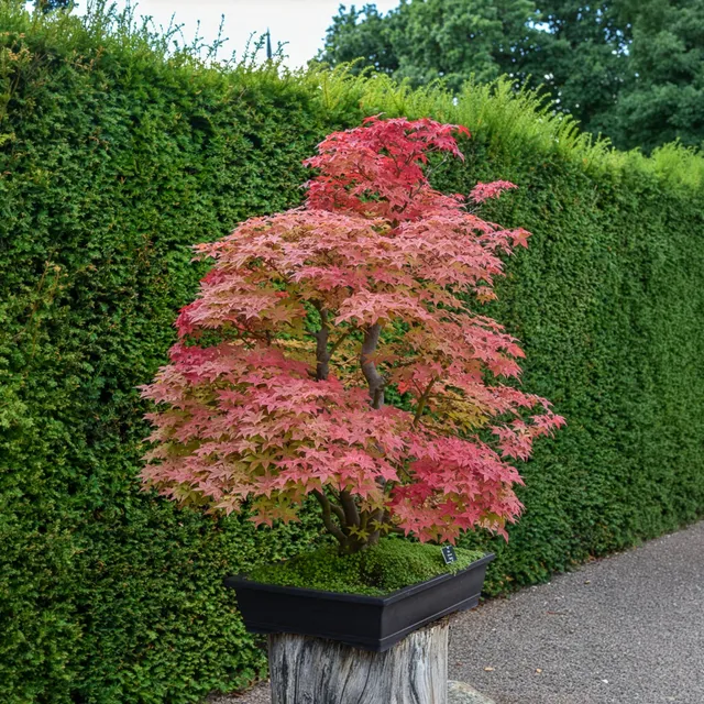 Bakker Érable Deshojo Acer palmatum rouge pot Ø 9cm