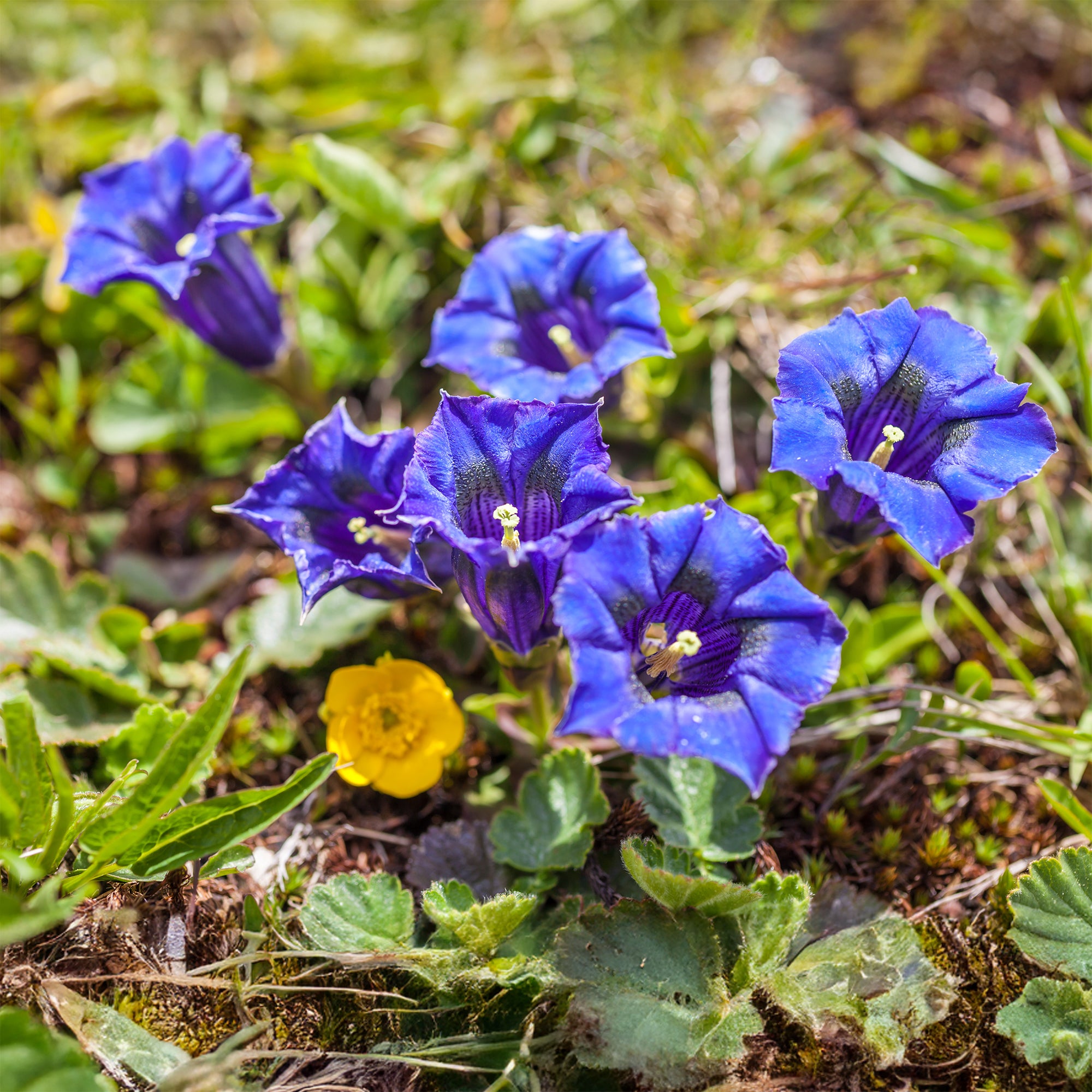 Bakker Gentiane acaule vivace pot 9cm fleurs bleues tapis