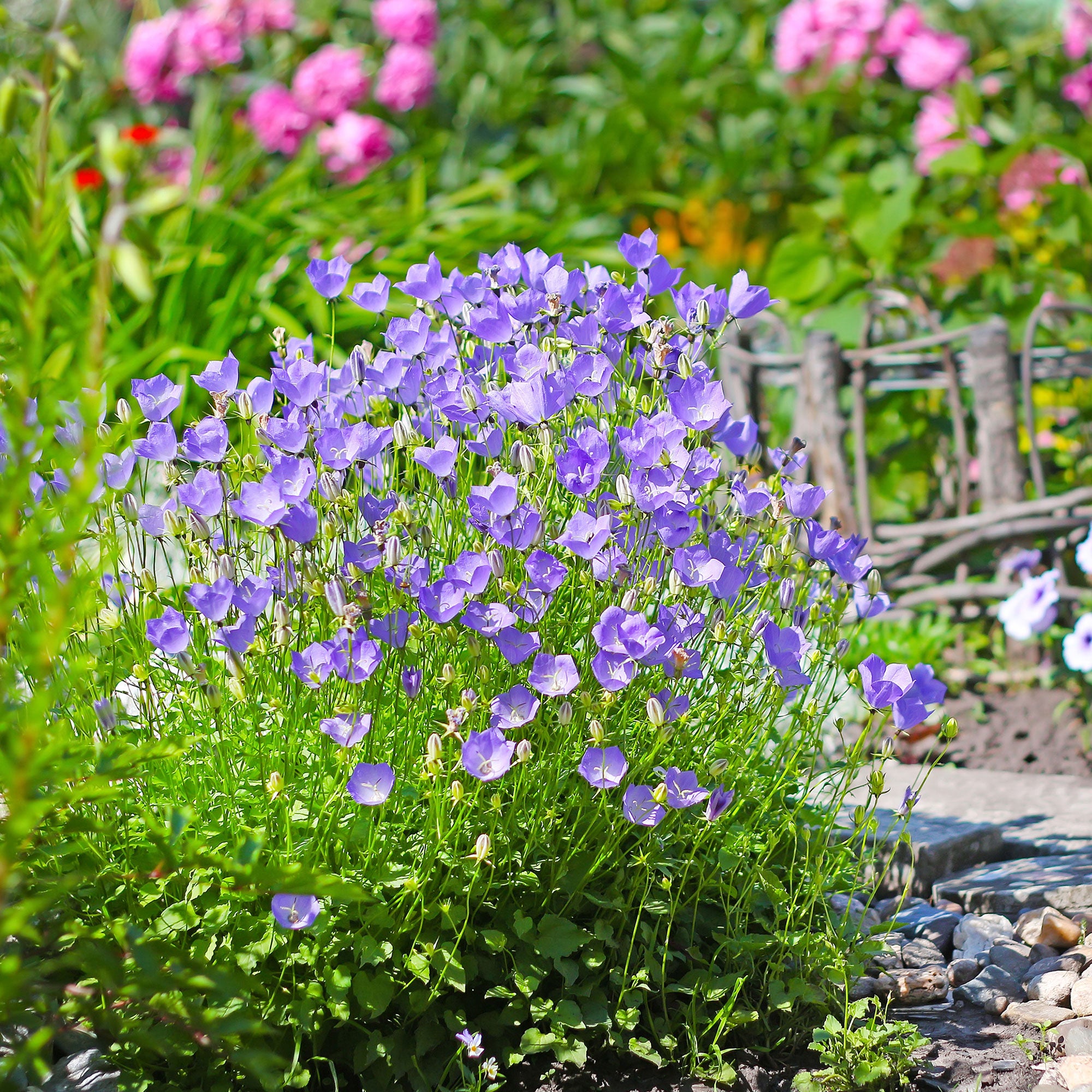 Bakker Vivaces Campanule des Carpates plante pot 9cm violette