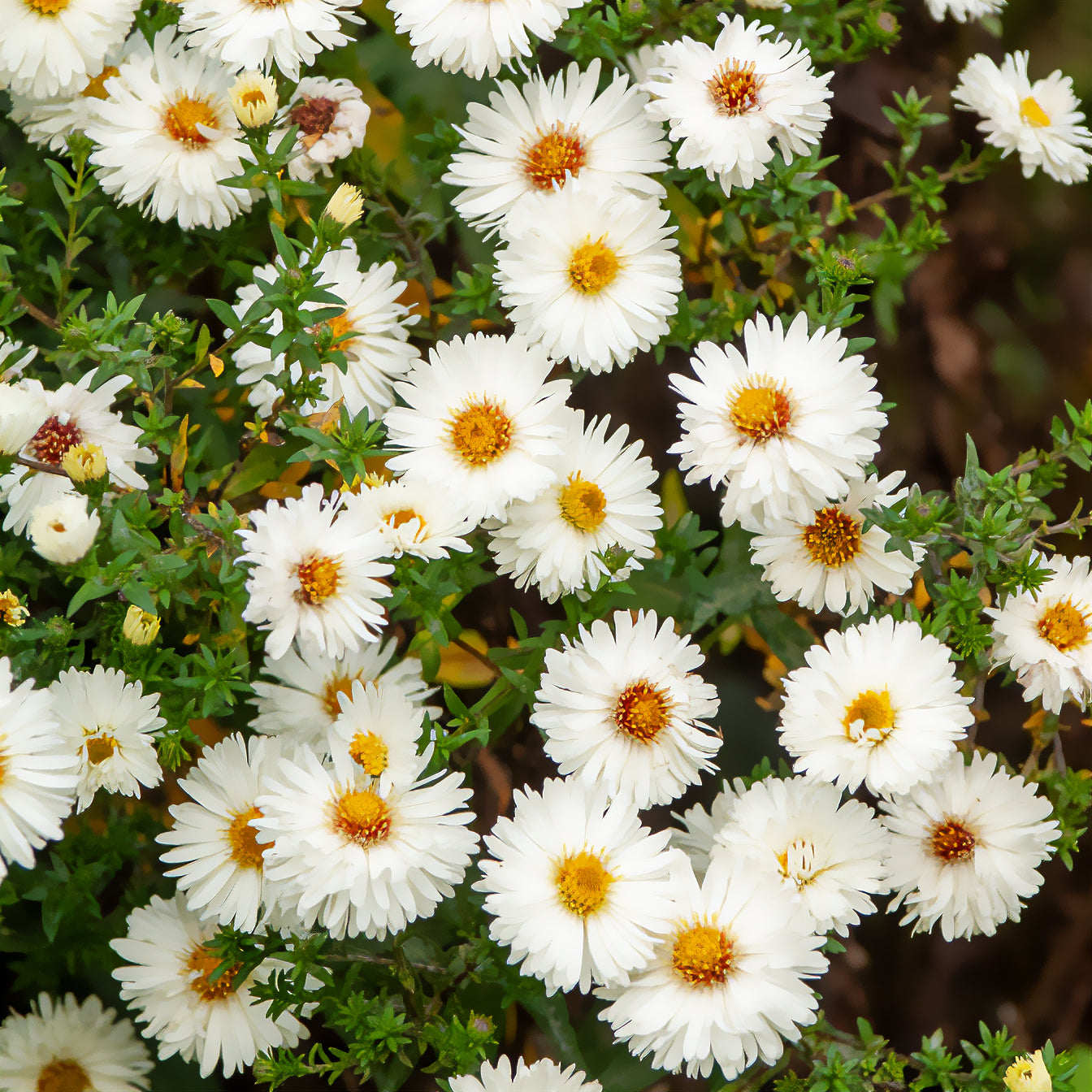 Bakker Aster White Lady vivace pot 9cm blanc