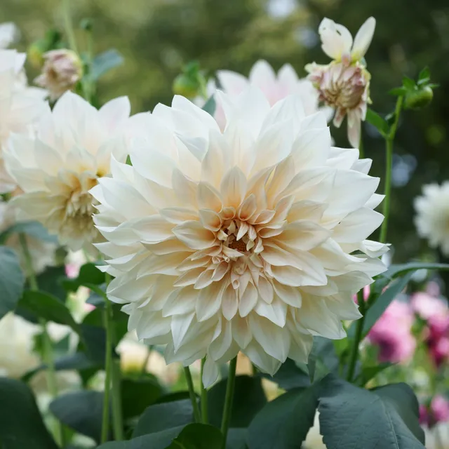 Bakker Dahlia Café au lait bulbes sachet 3 calibre I