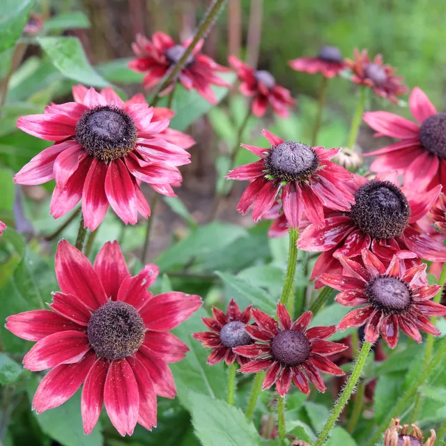 Bakker Rudbeckia Cherry Brandy vivace rouge 2 pots Ø 9 cm
