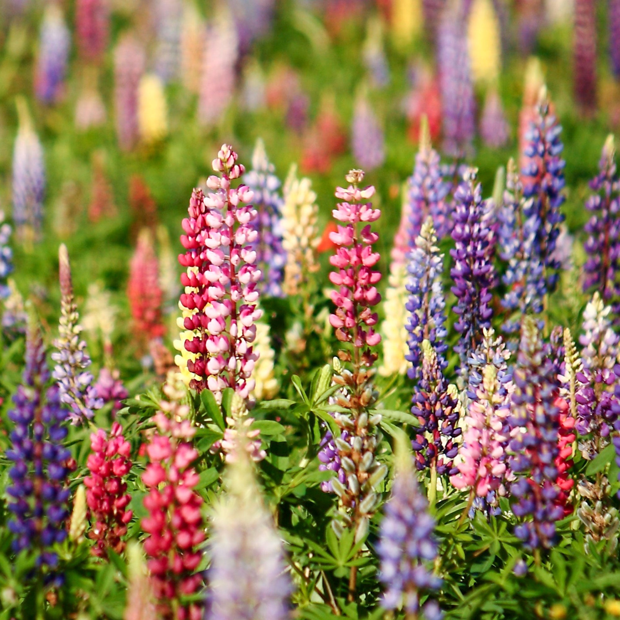 Bakker Lupins Russell mélange vivace sachet 3g coloré