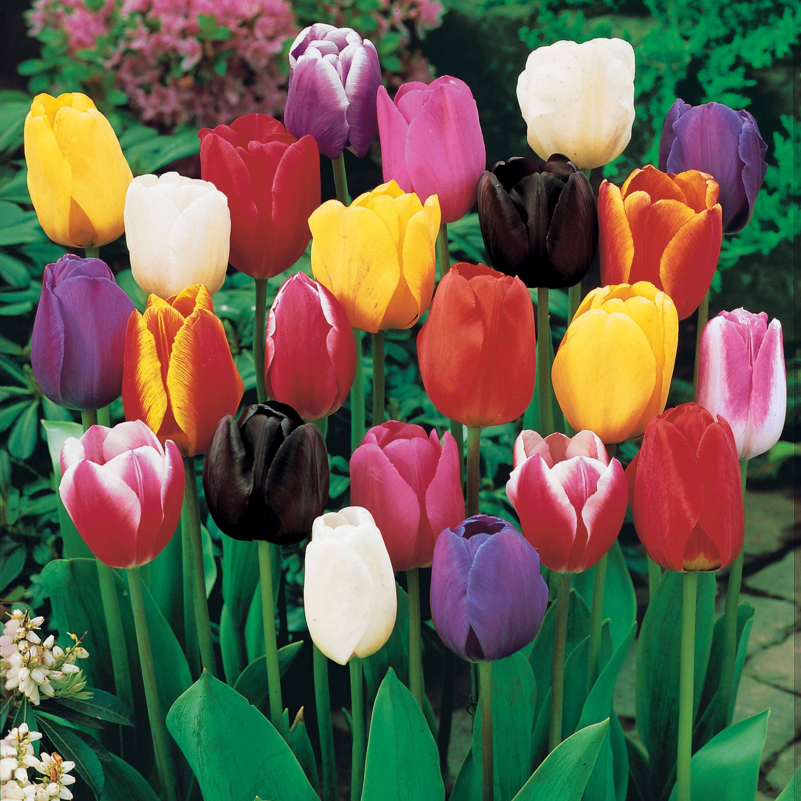 Bakker Tulipes longues tiges mélange bulbes sachet 50 bouquet