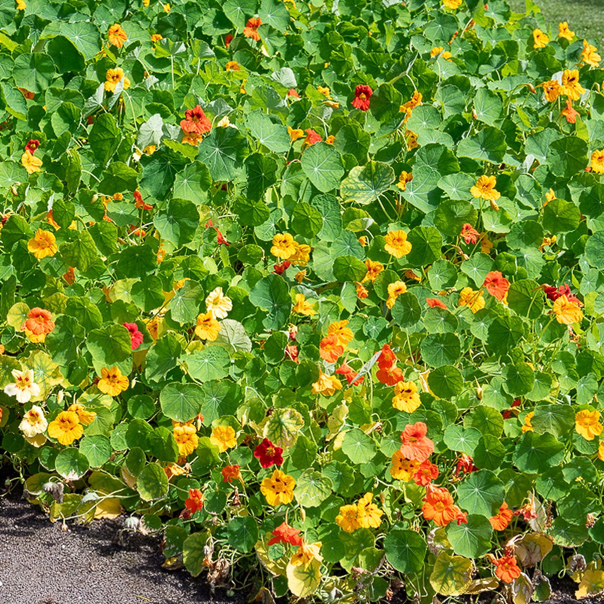 Bakker Capucine jaune Tropaeolum fleur pot Ø13cm comestible