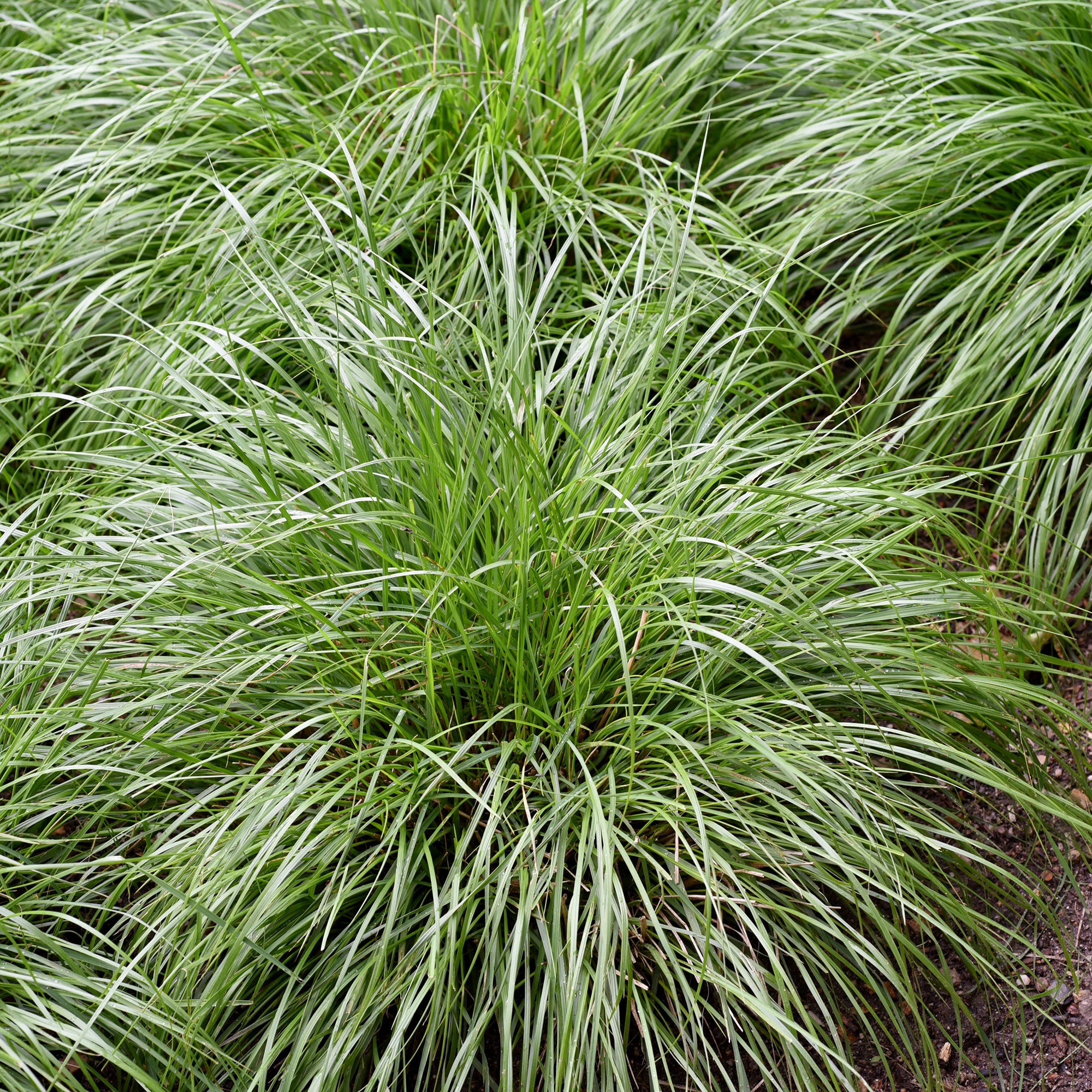 Bakker Laîche Oshima Greenwell graminée pot 9 cm panaché