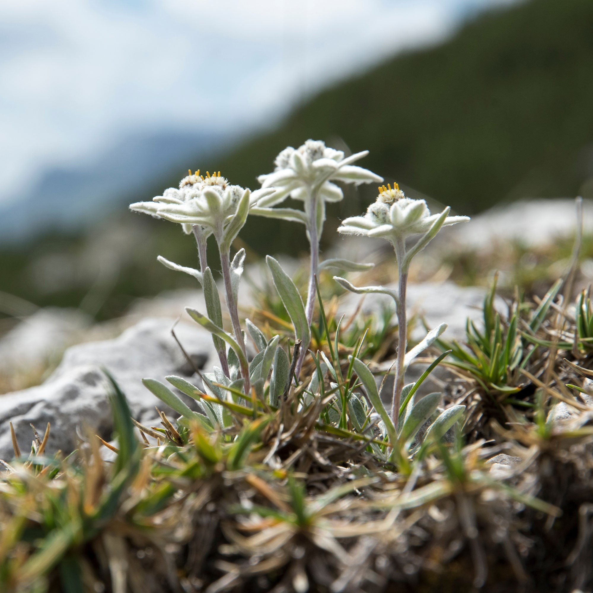 Bakker Edelweiss vivace Leontopodium alpinum graines sachet 0,1g blanche