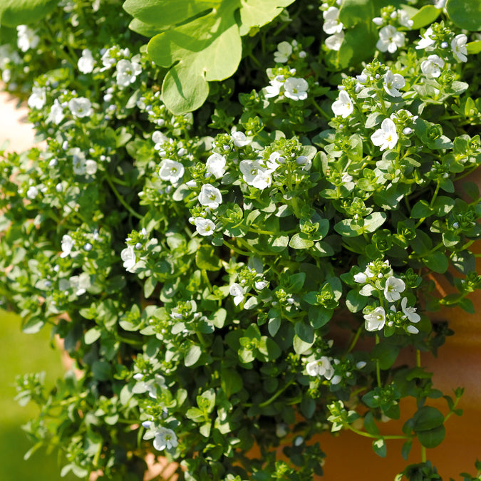 Bakker Plantes vivaces véronique rampante pot Ø9cm couvre-sol