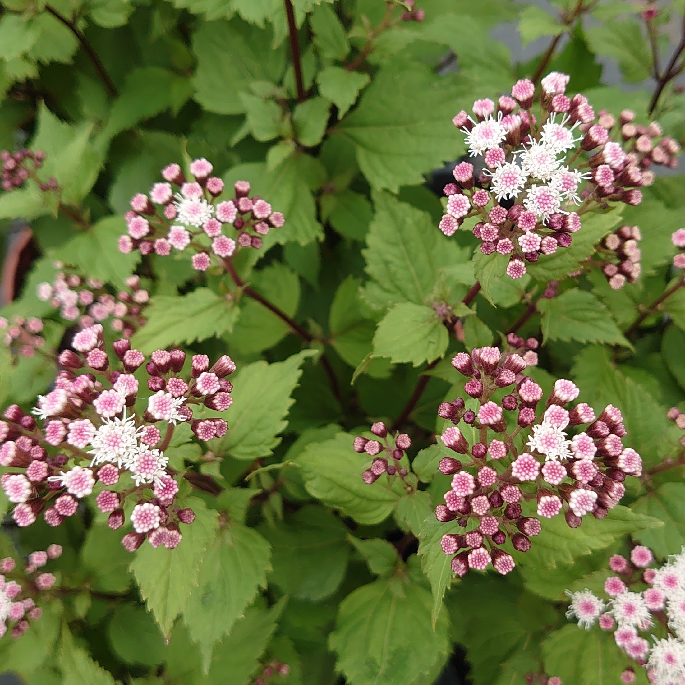 Passion Vivaces Eupatorium Lucky Symphony eupatoire pot 1 litre