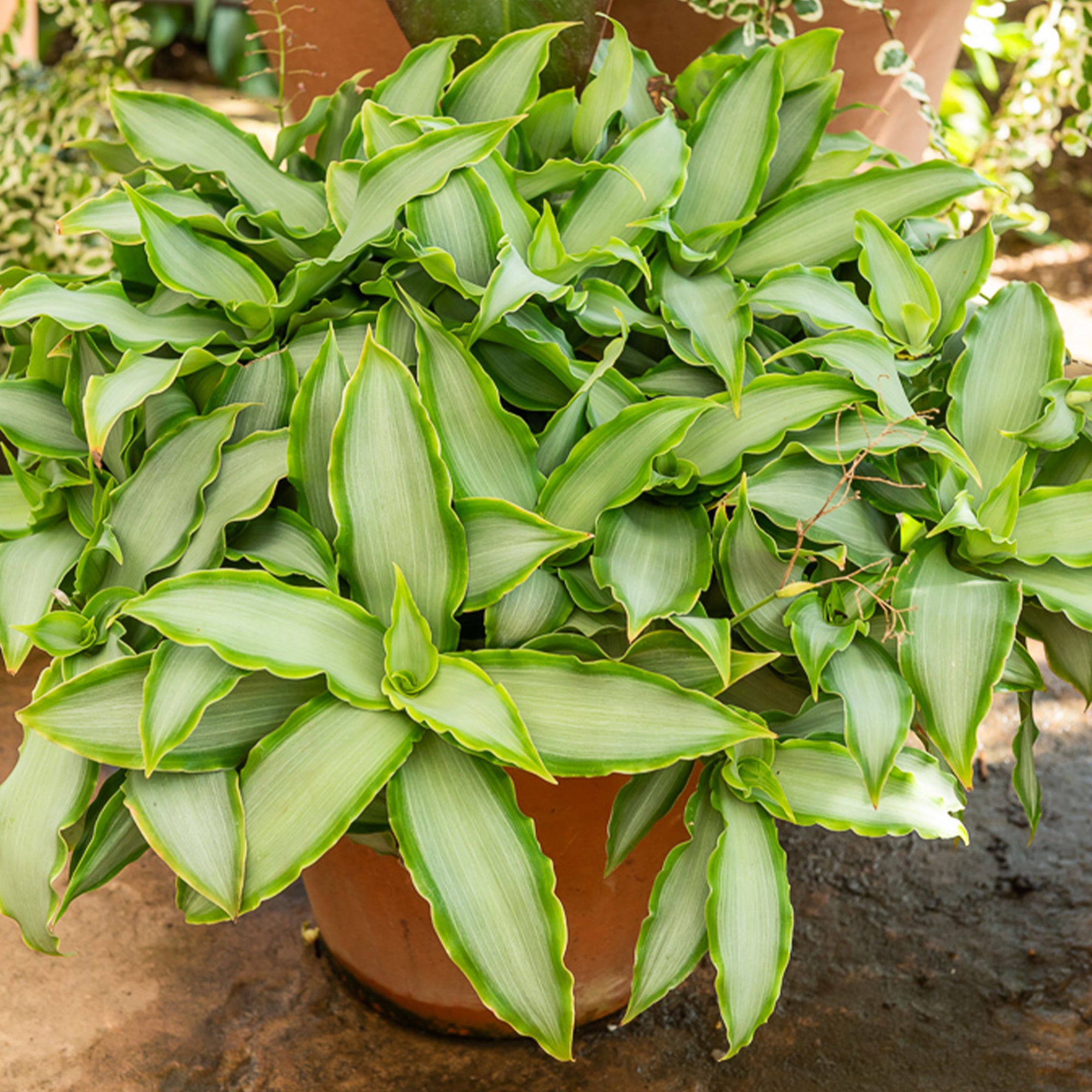 Bakker Murdannia Bright Star plante verte pot Ø12cm 20-30cm