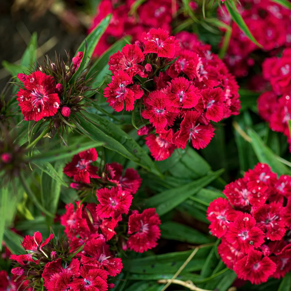 Bakker Œillet de poète Barbarini Red plante pot Ø19cm