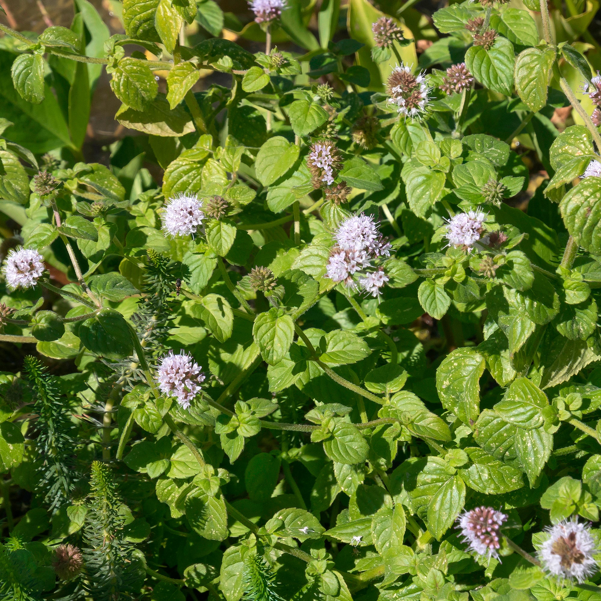 Bakker Menthe aquatique plante bassin pot Ø9cm violet vivace