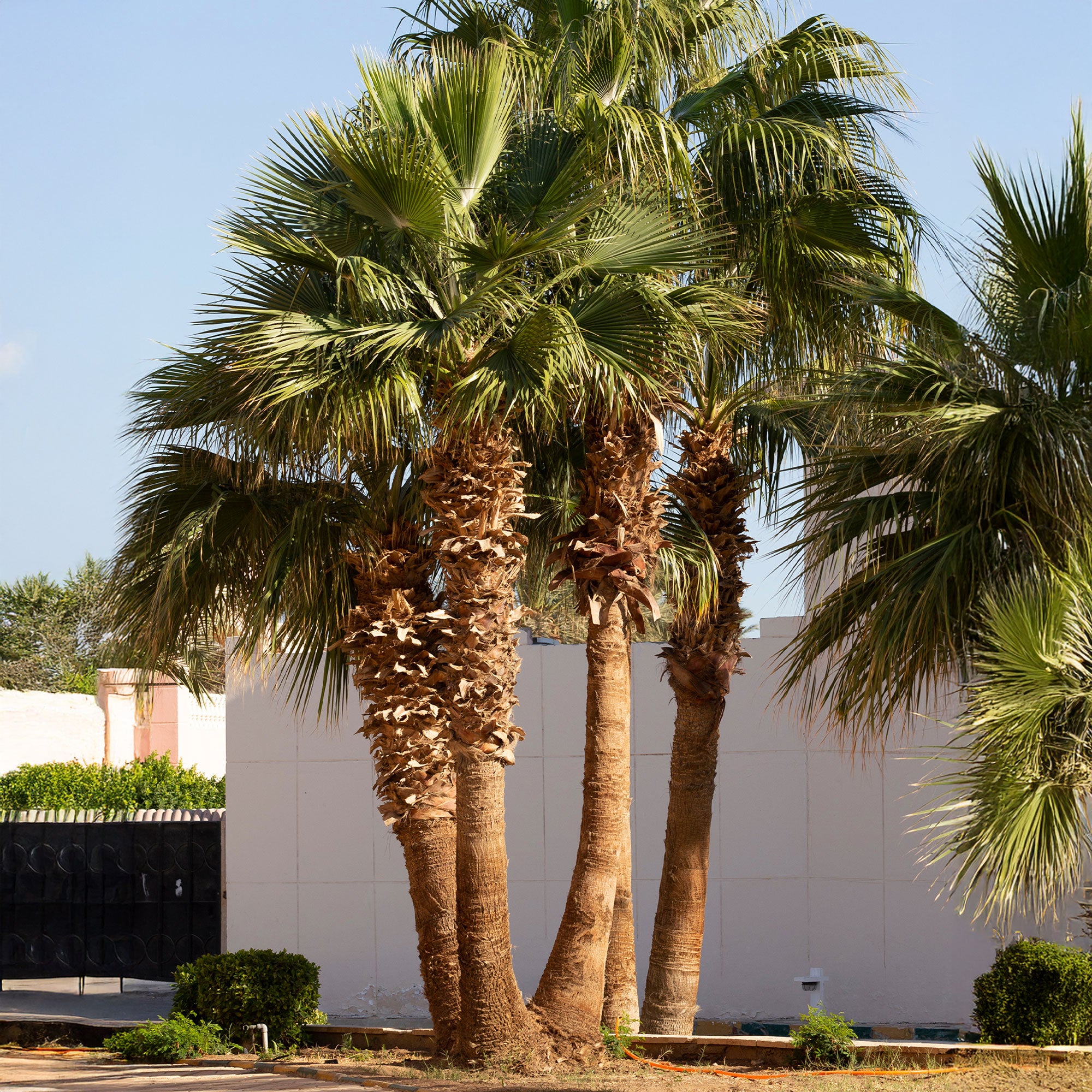Bakker Palmier à jupon Washingtonia pot Ø 10cm soleil