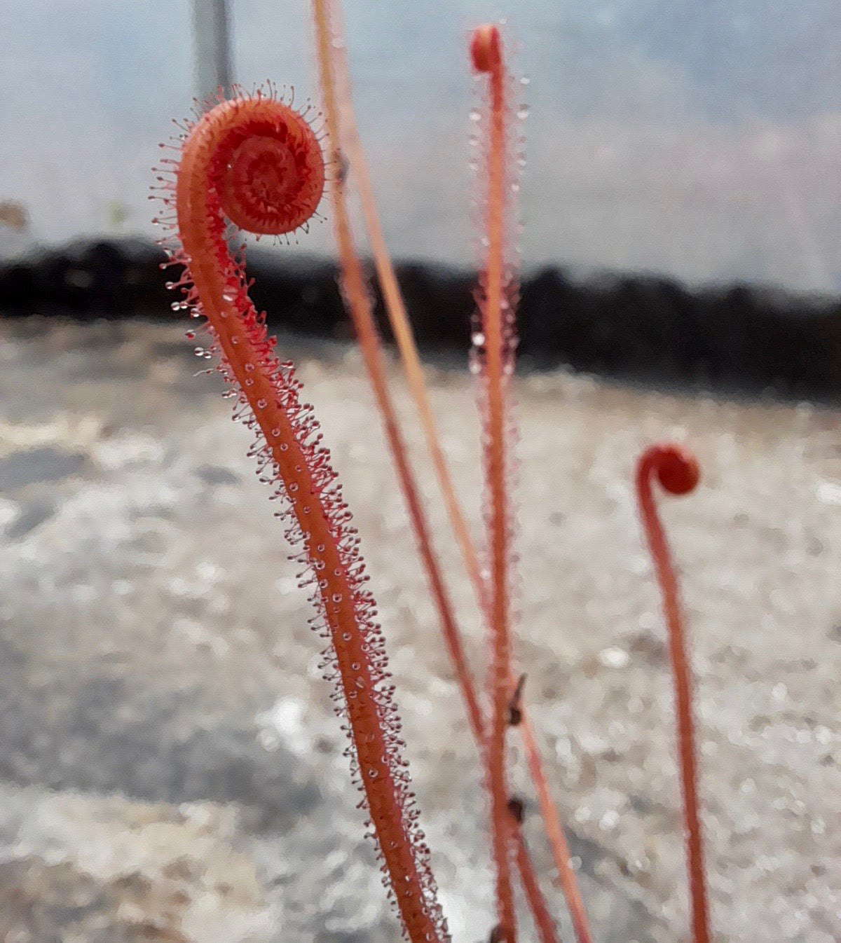 Carniflore Drosera filiformis creamsicle plante 9x9