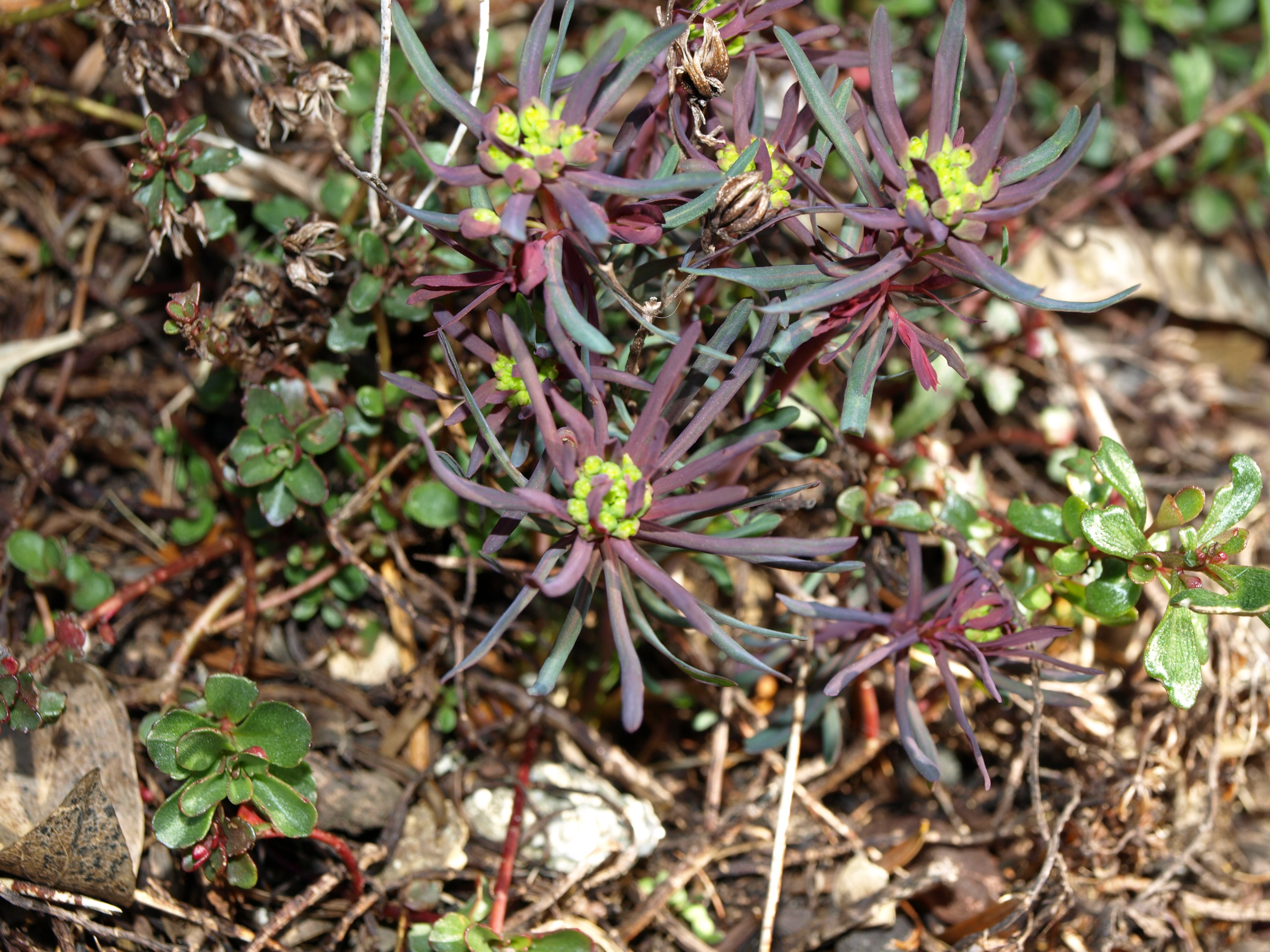 Passion Vivaces Euphorbia Clarice Howard euphorbe jaune pot 1L