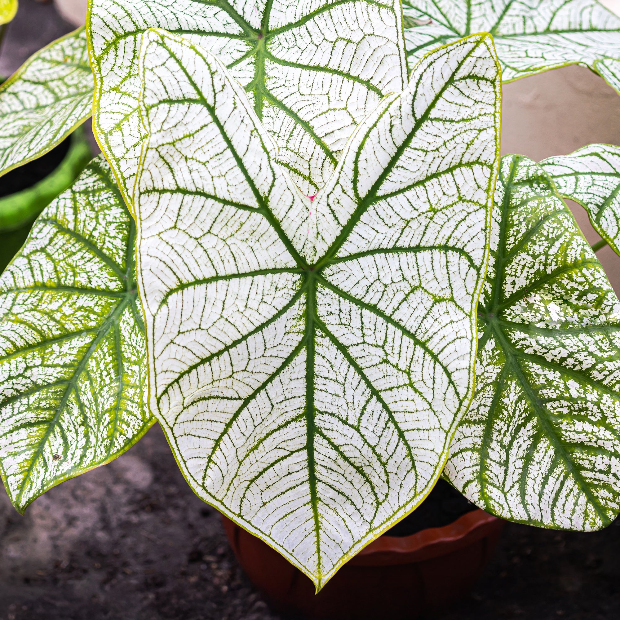 Bakker Caladium White Christmas plante d'intérieur sachet 1 bulbe blanc