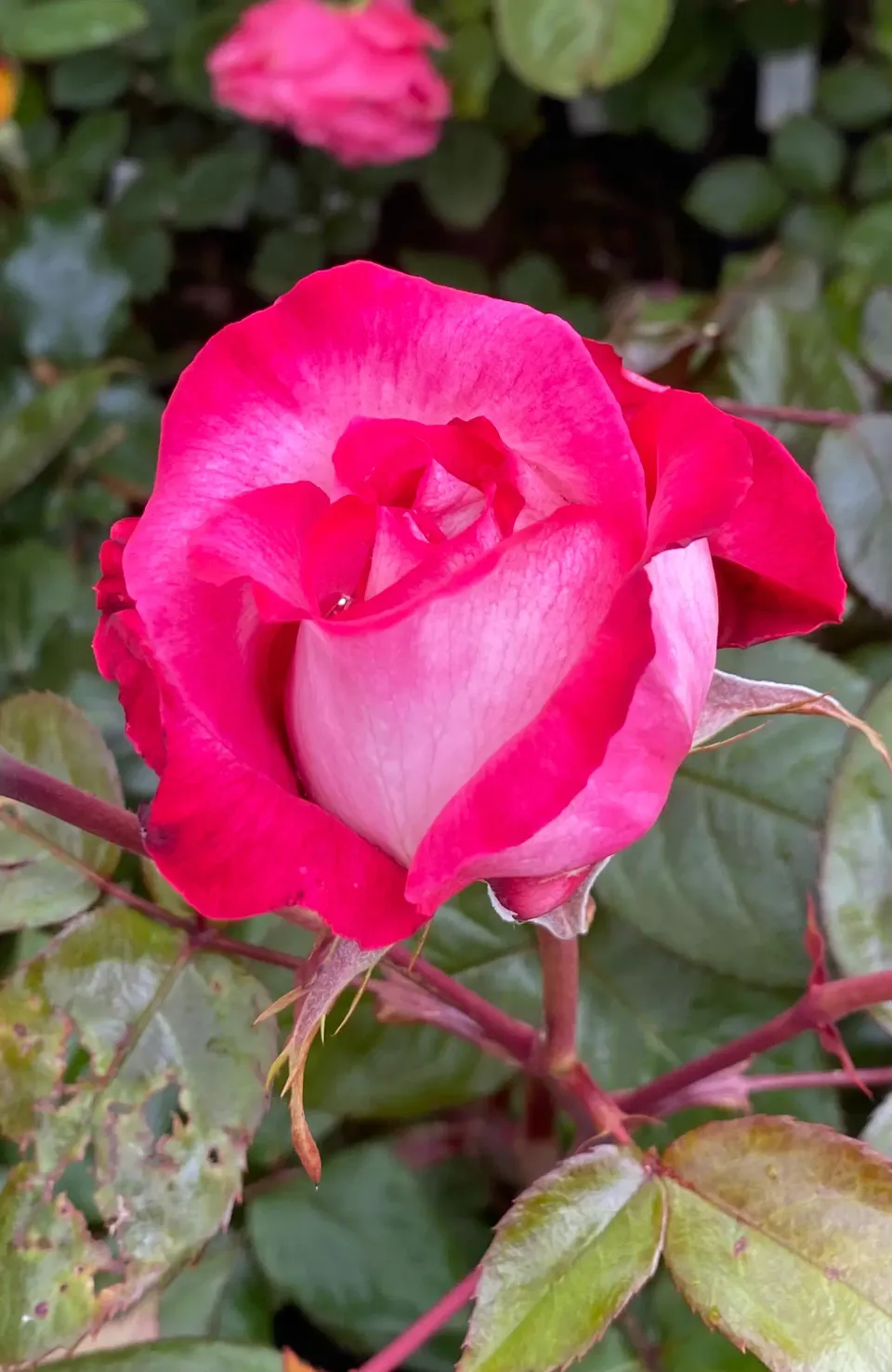 Michel Adam Pascal Sevran rosier buisson blanc ourlé rouge