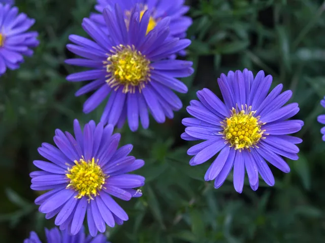 Passion Vivaces Aster Blue Lapis plante vivace godet fleur bleue