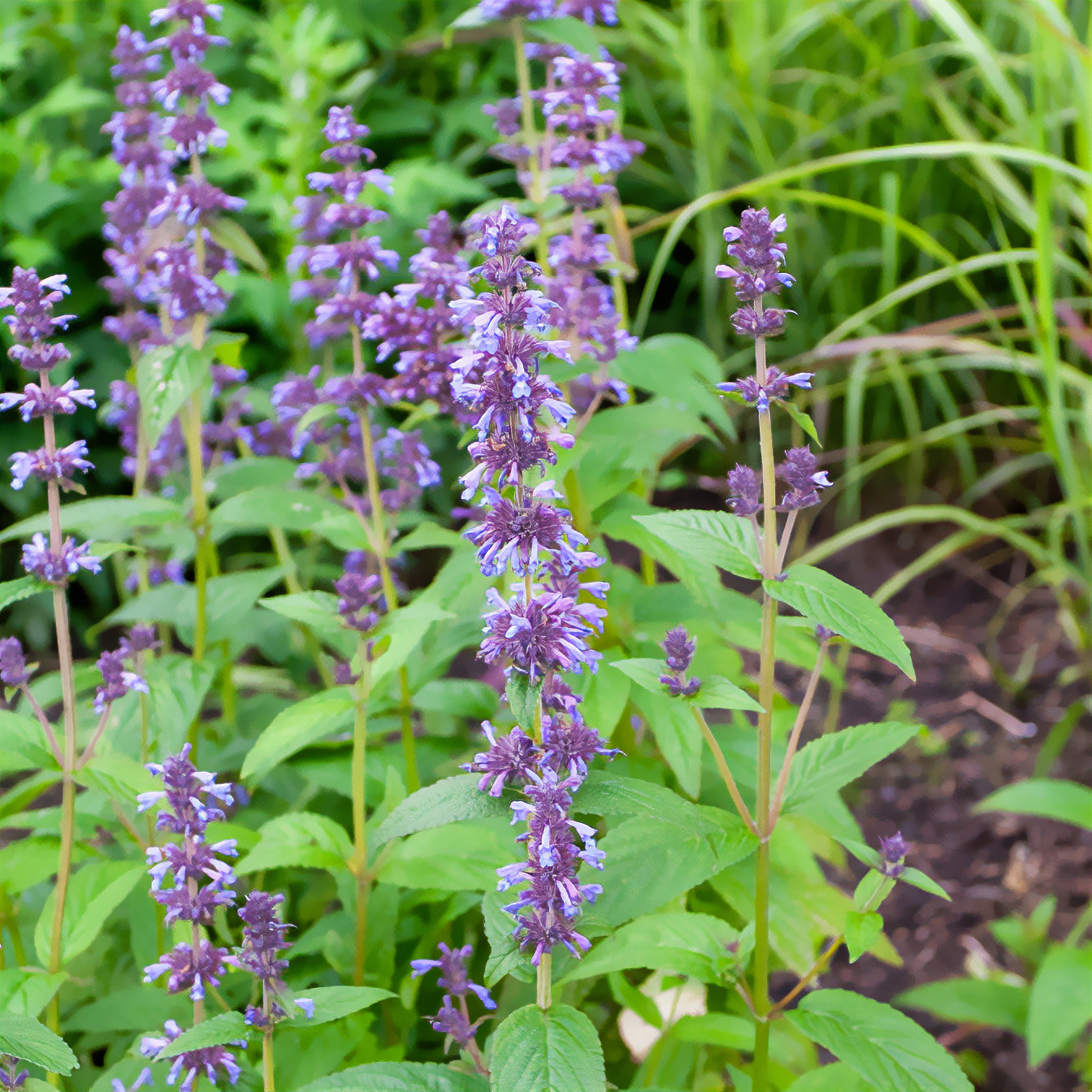 Bakker Kubanica nepeta vivace violette pot Ø9cm